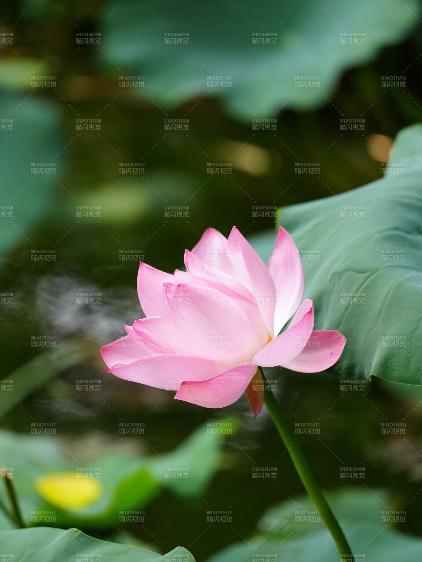 池塘中的粉色蓮花
