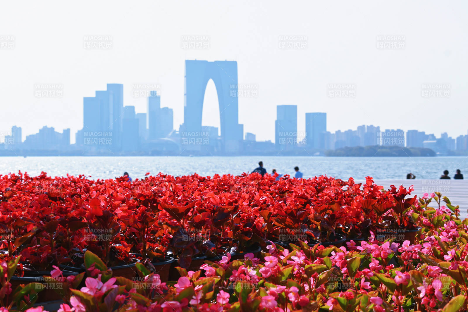 金雞湖畔花海映蘇州天際線