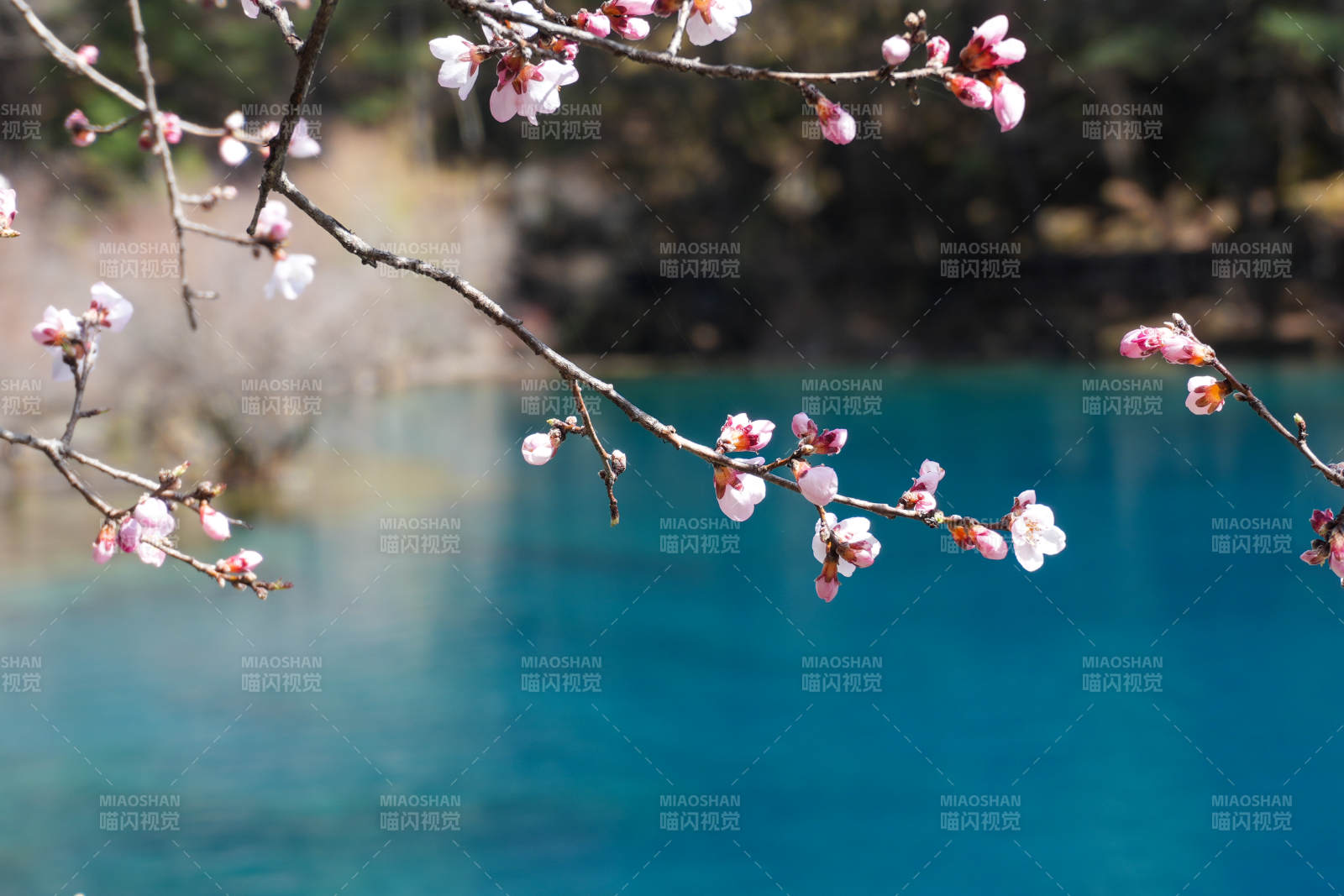 九寨溝湖畔桃花 春意盎然