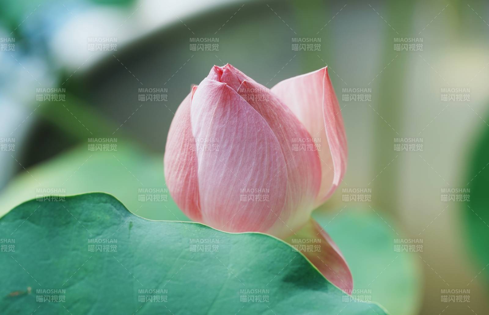 含苞待放的蓮花