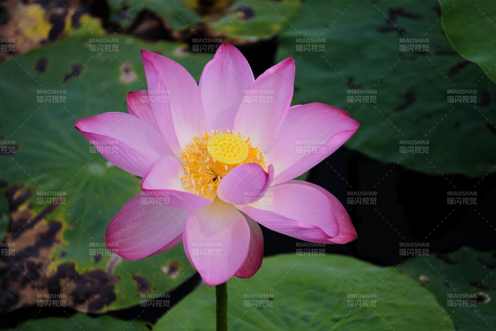 粉色蓮花綻放水中