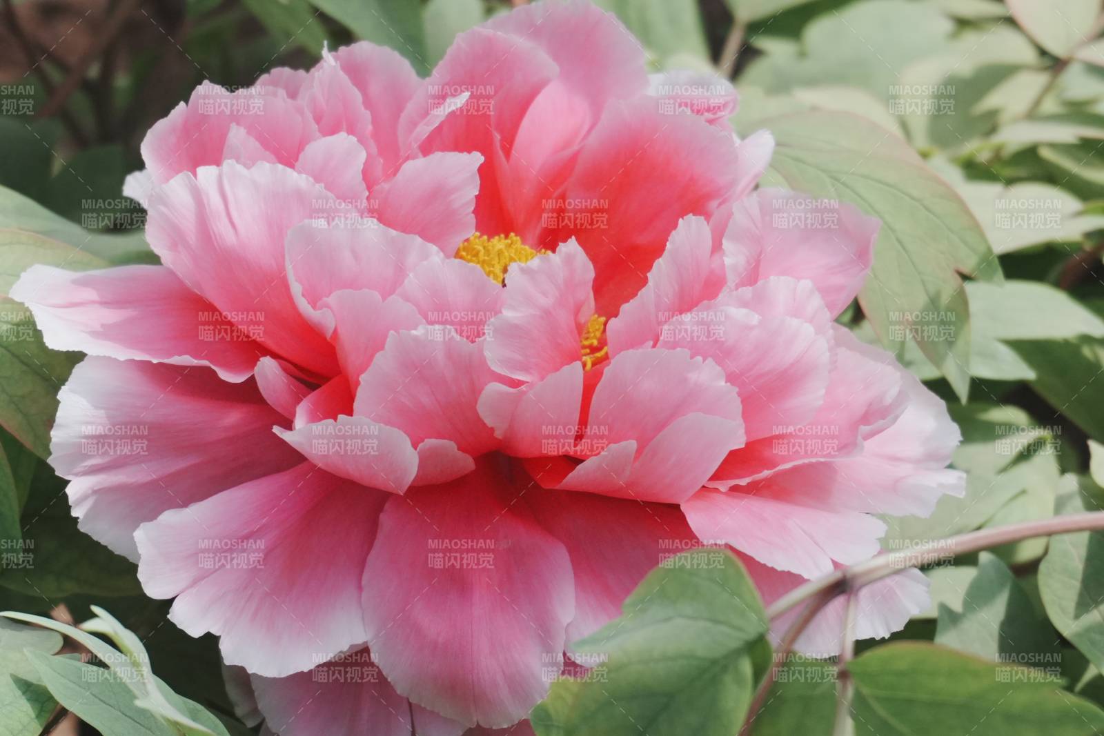 粉色牡丹花綻放美麗