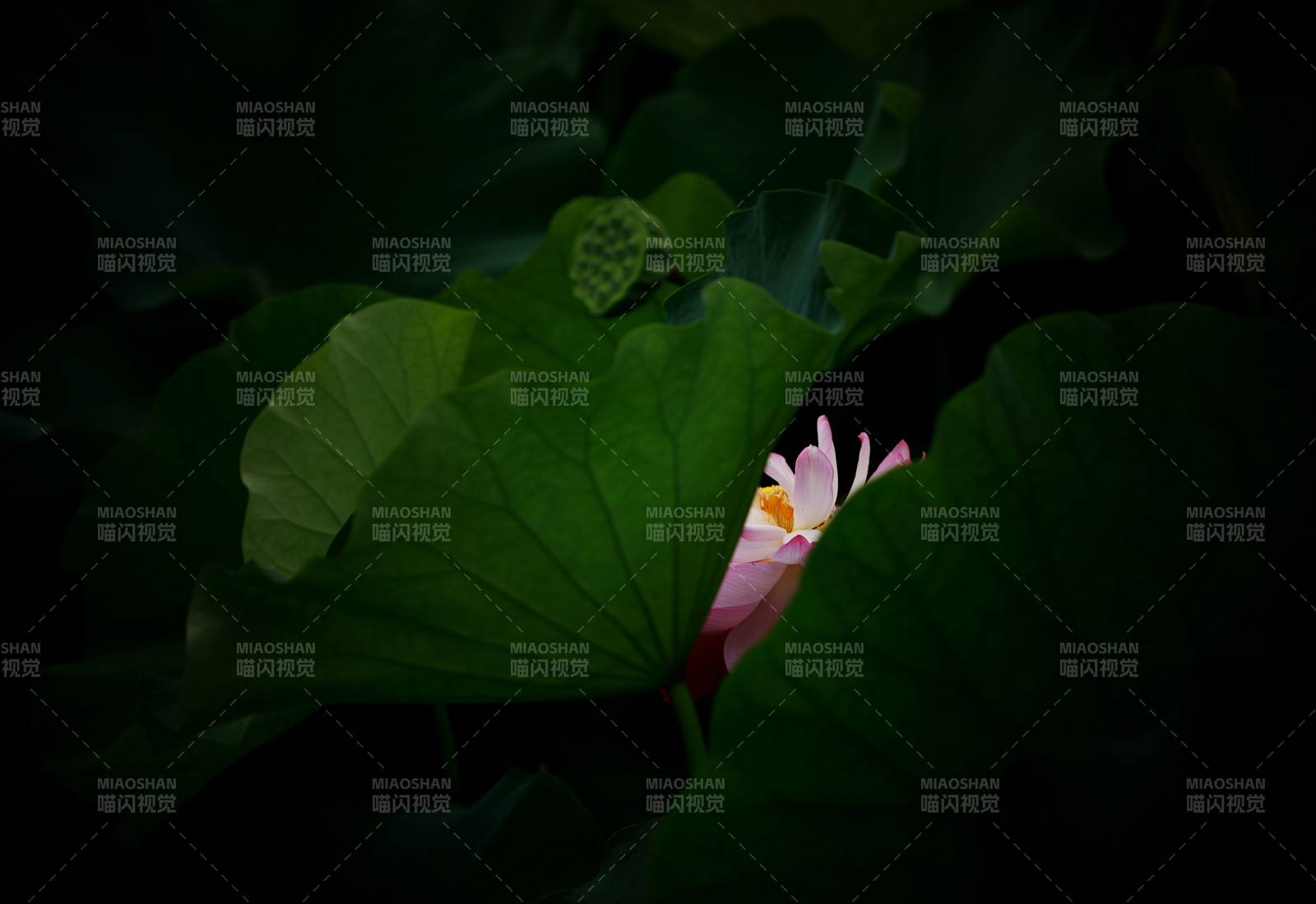 暗夜中的蓮花綻放