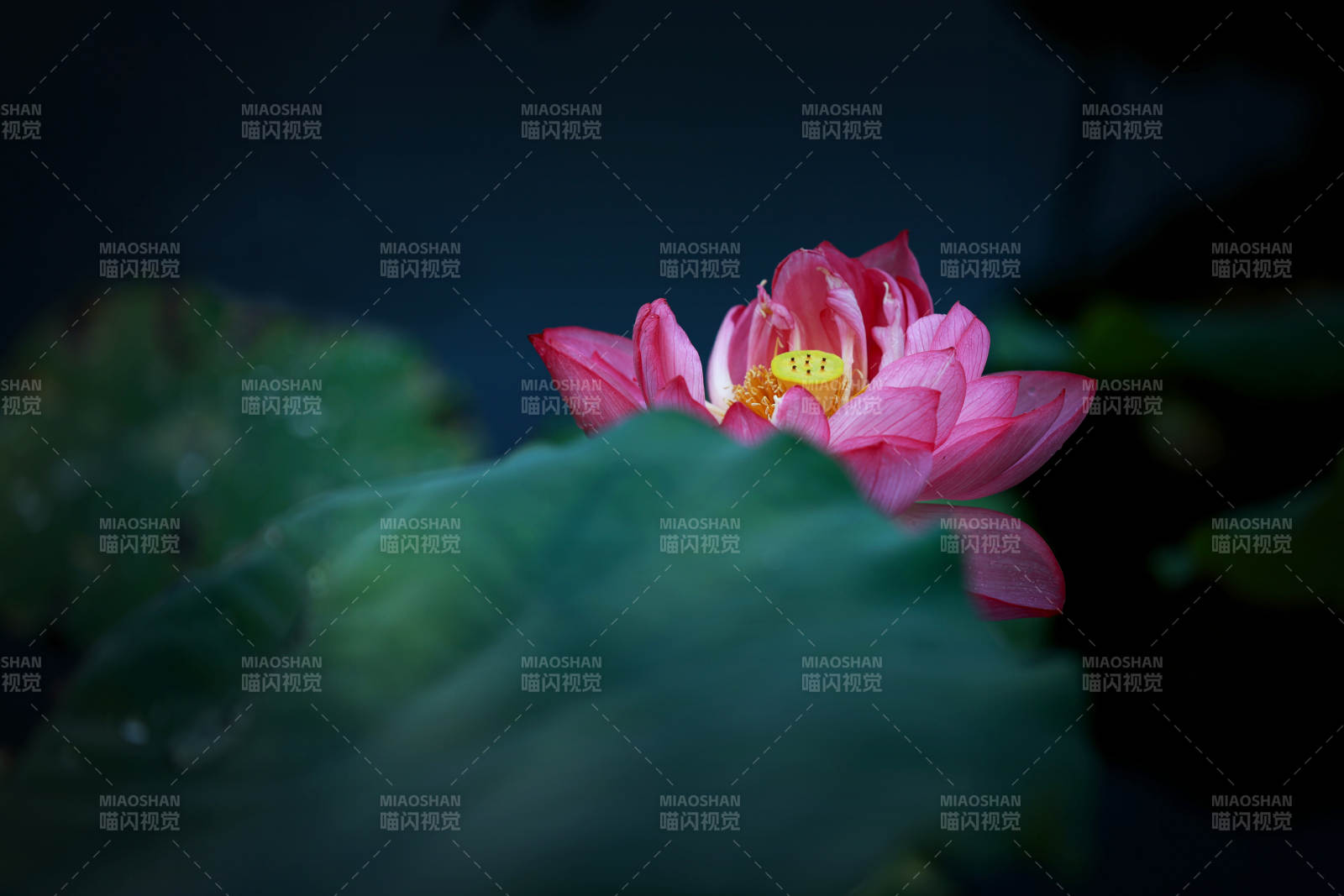 靜謐池塘中的蓮花綻放