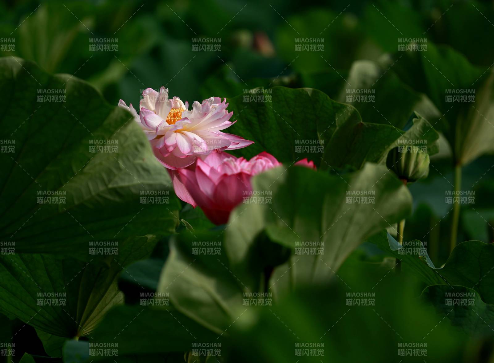 荷塘中的粉色蓮花
