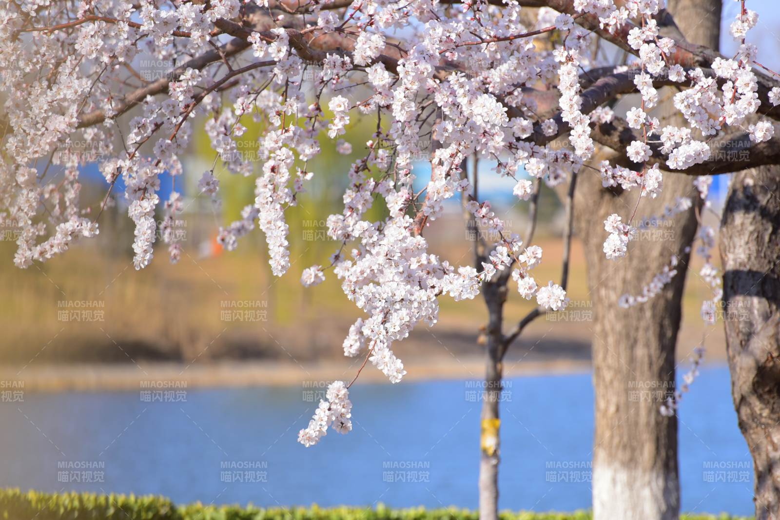 春日櫻花湖畔美景