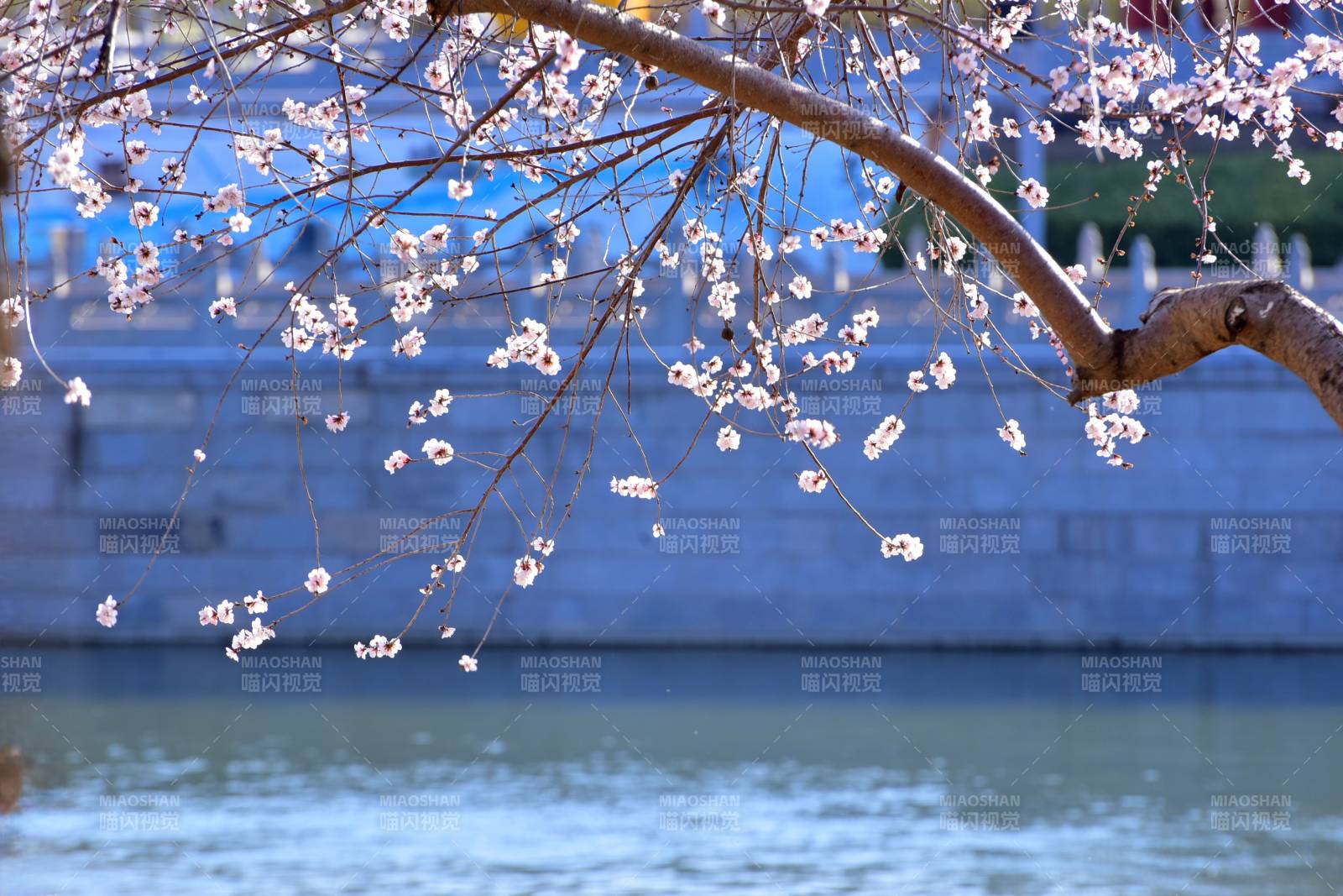 春日花開 湖畔美景