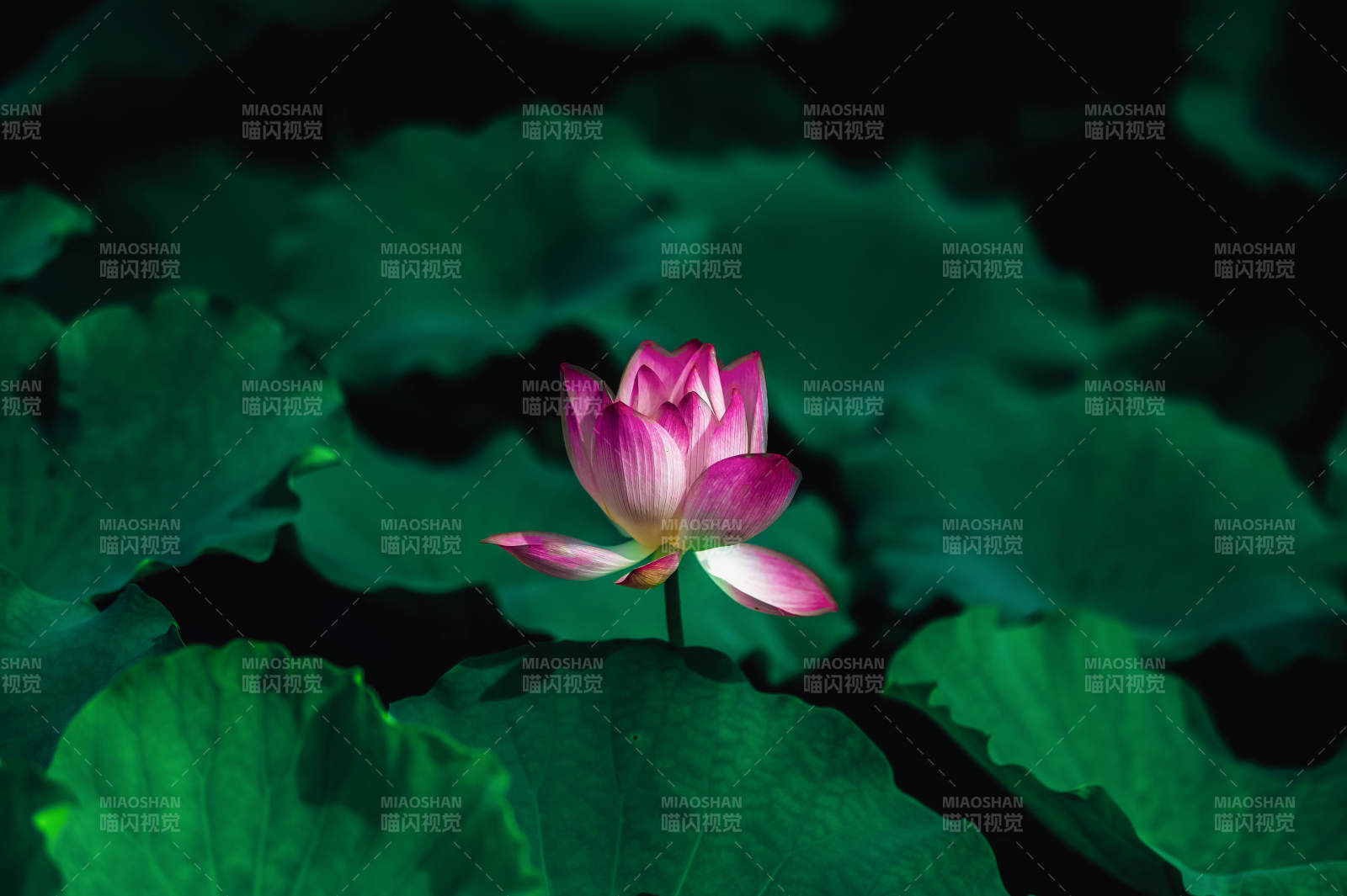 靜謐荷塘 粉蓮綻放