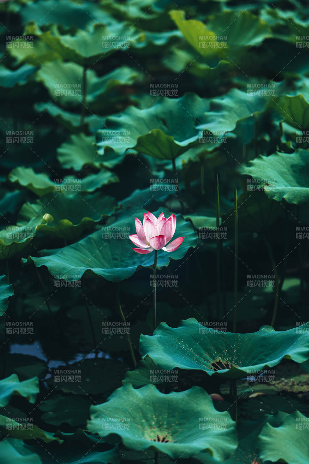 荷塘靜謐 蓮花獨綻