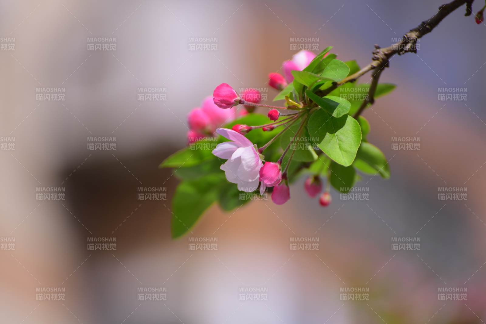 春日花開 粉嫩枝頭