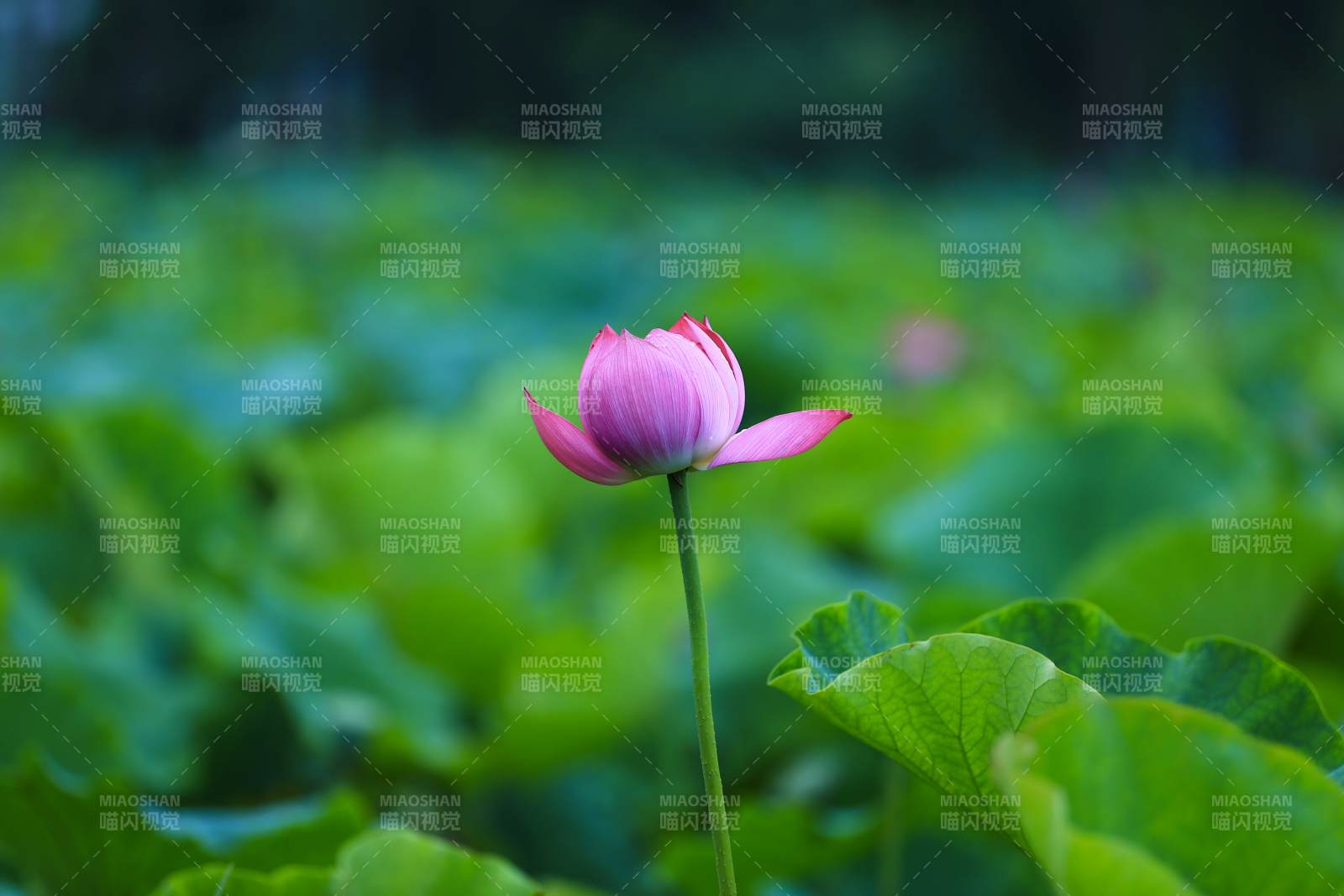池塘中的蓮花盛開