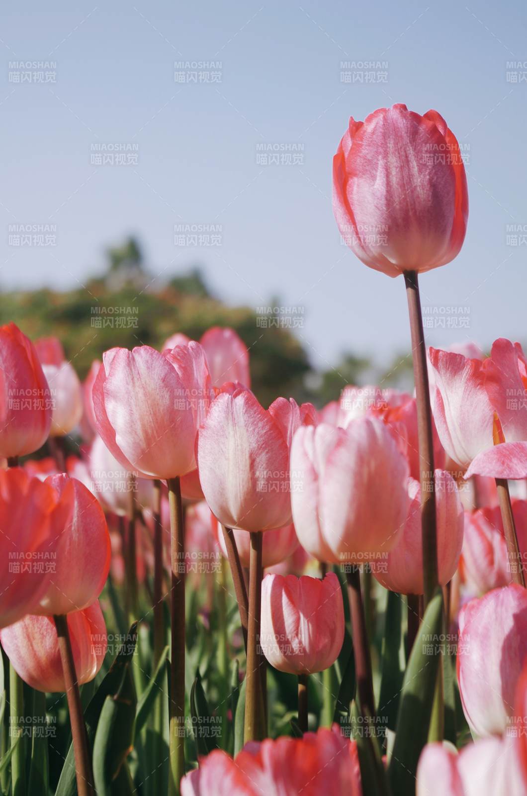 粉色郁金香花田美景
