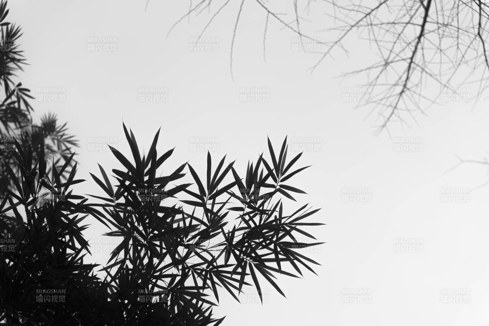 竹葉剪影 靜謐天空