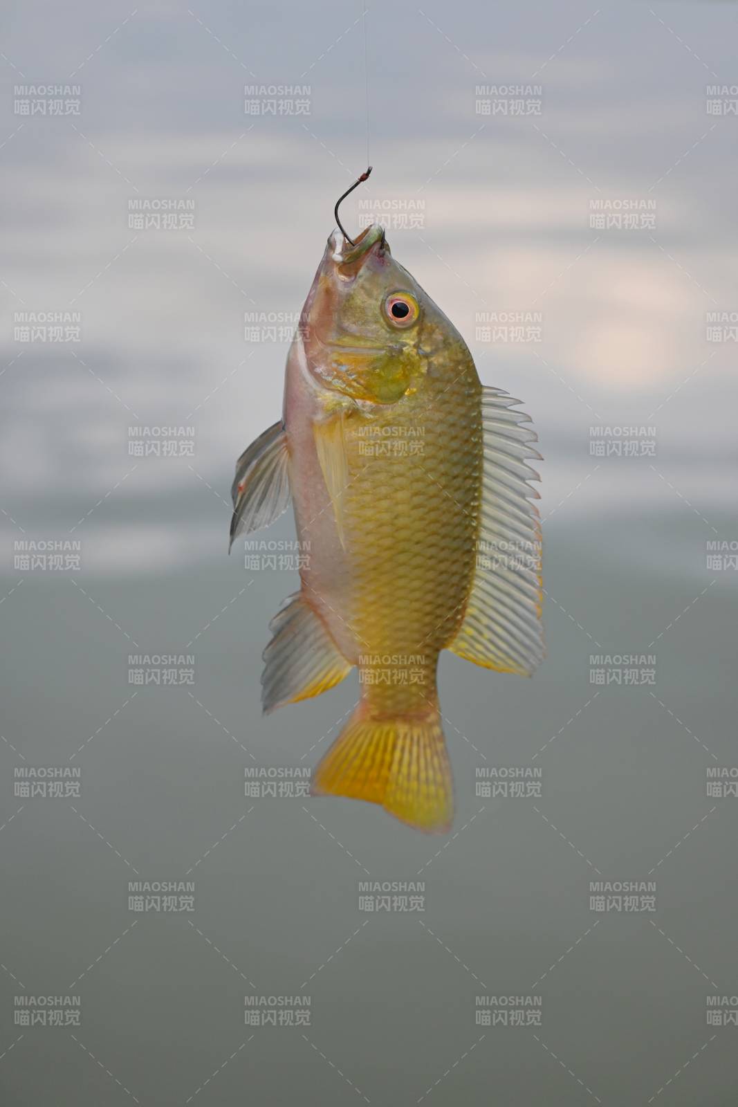 釣上的小魚特寫