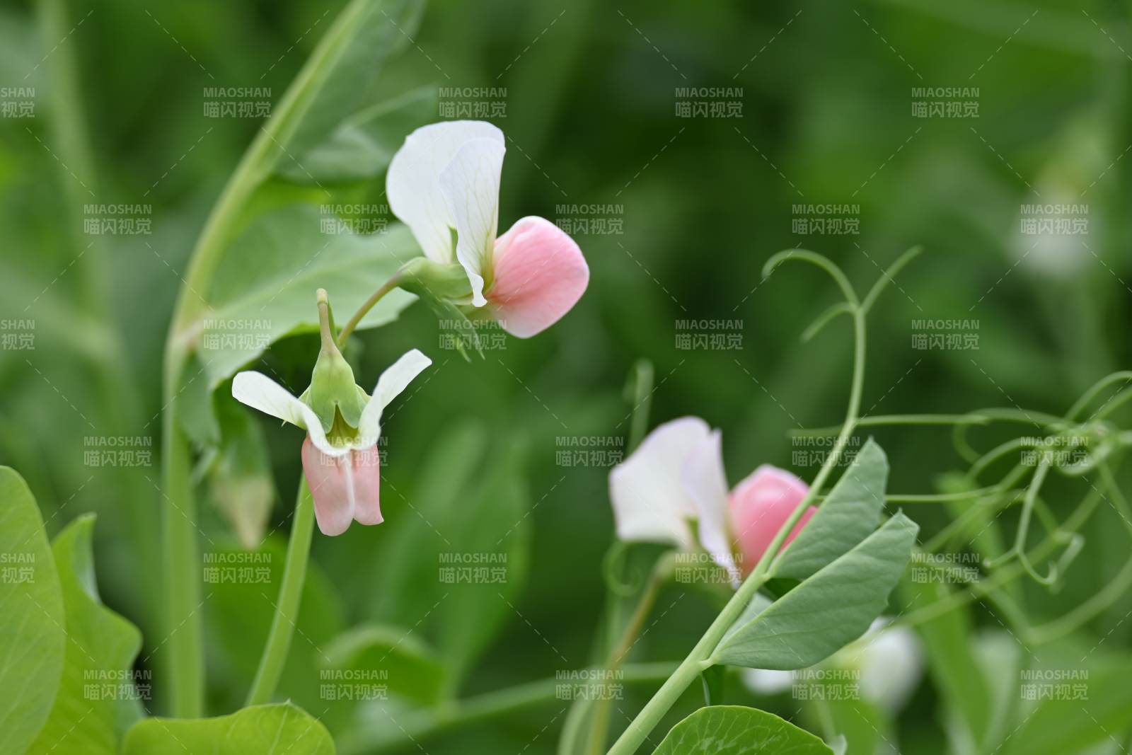 豌豆花的溫柔綻放
