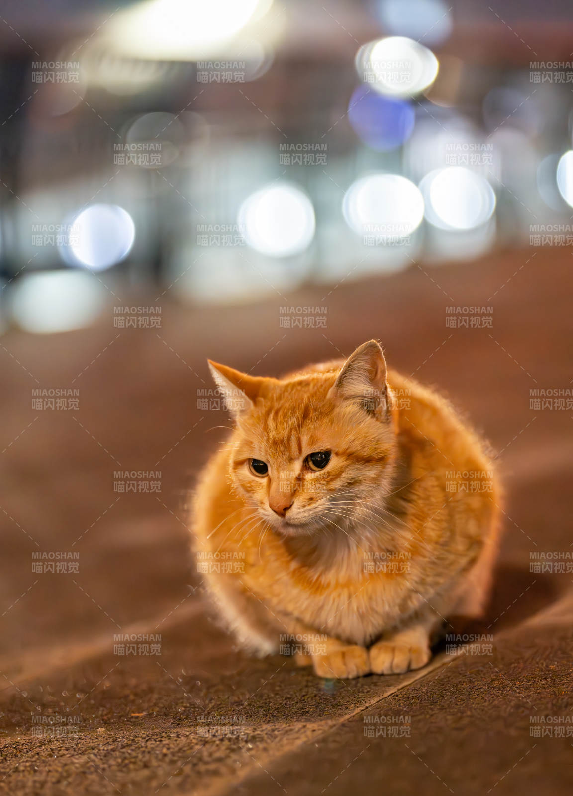 夜色中的橘貓