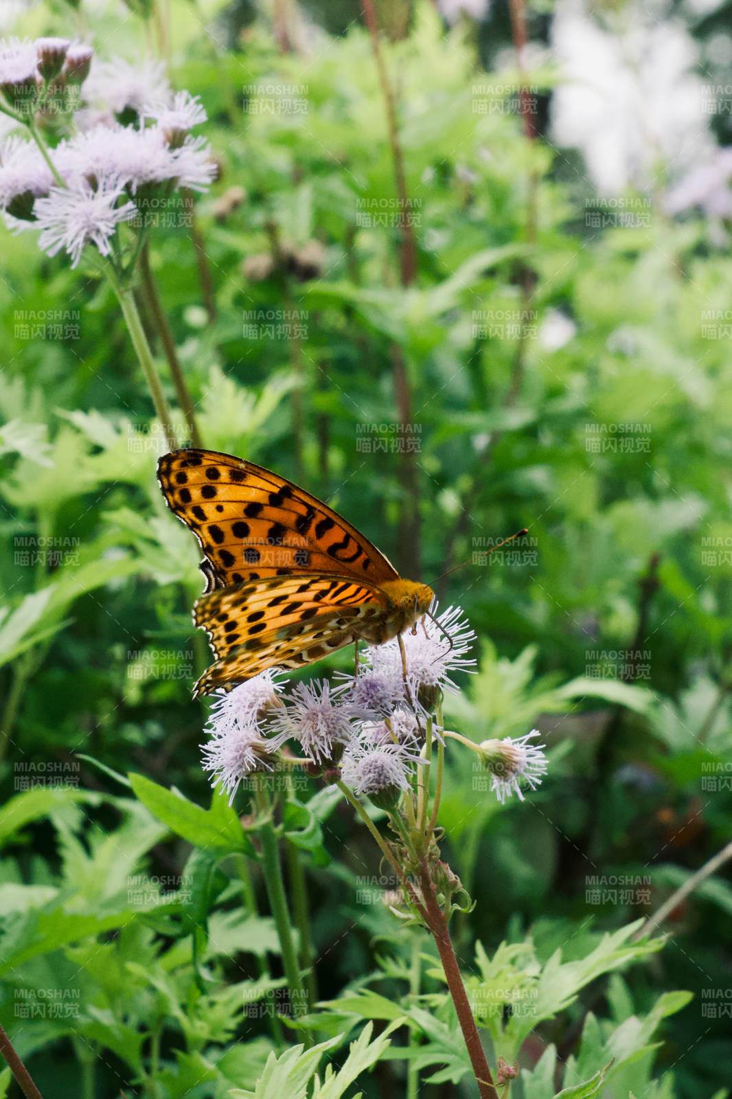 蝴蝶棲息于花叢中