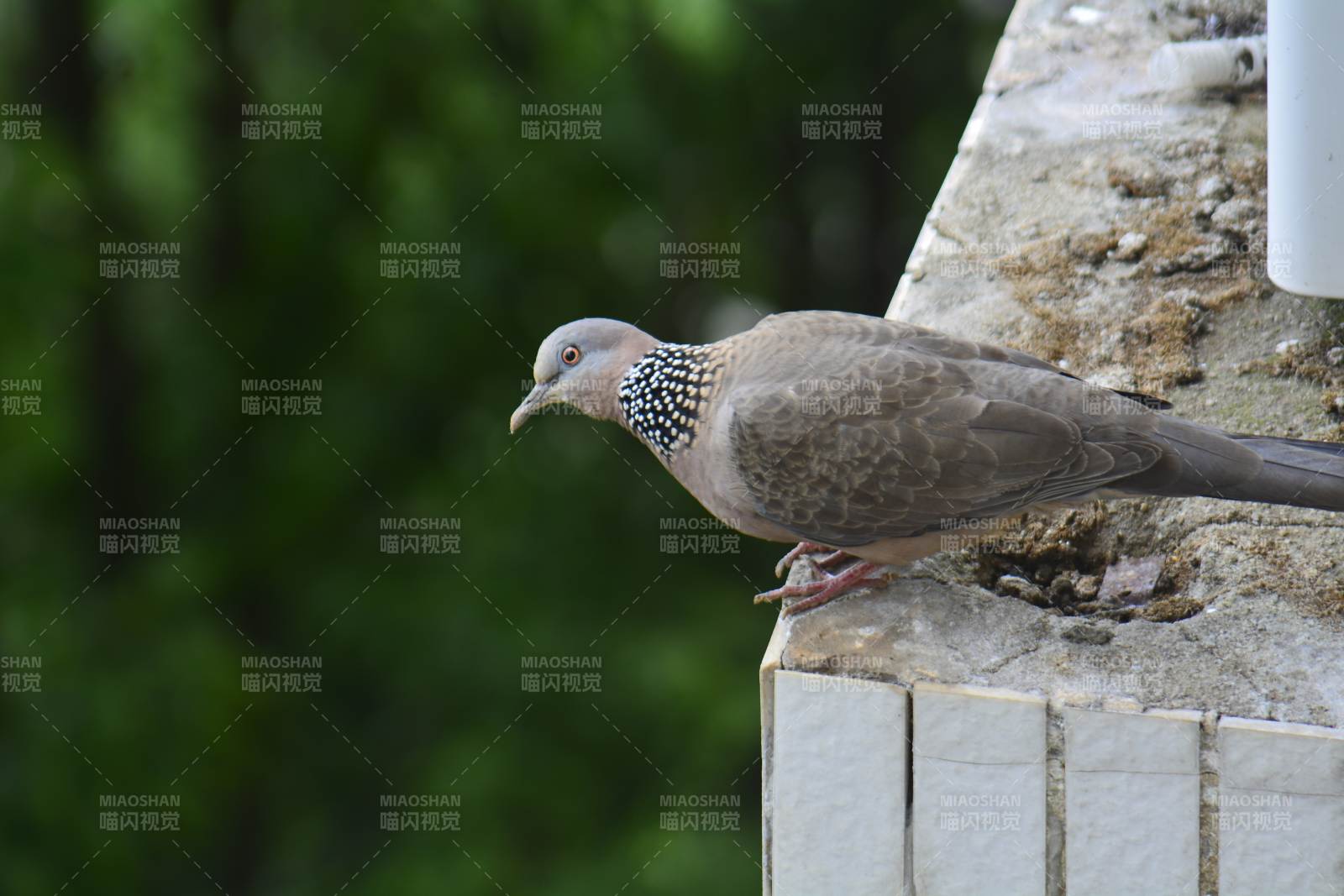 斑鳩棲息在墻角邊