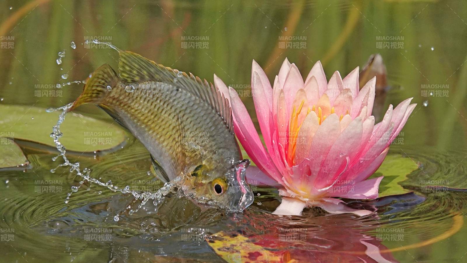 魚躍水面 蓮花映襯