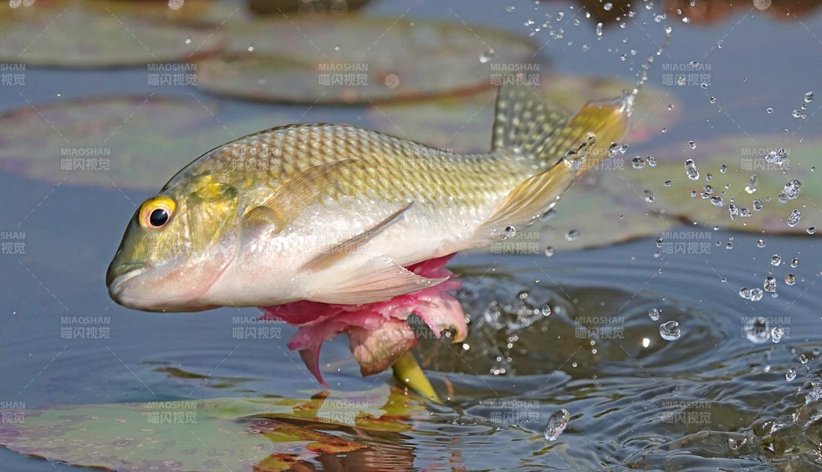 魚躍水面 濺起水花