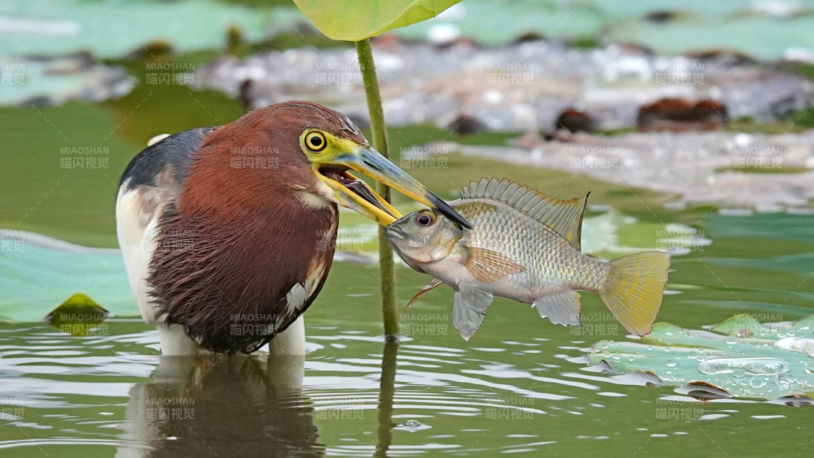 池鷺捕獲大魚瞬間