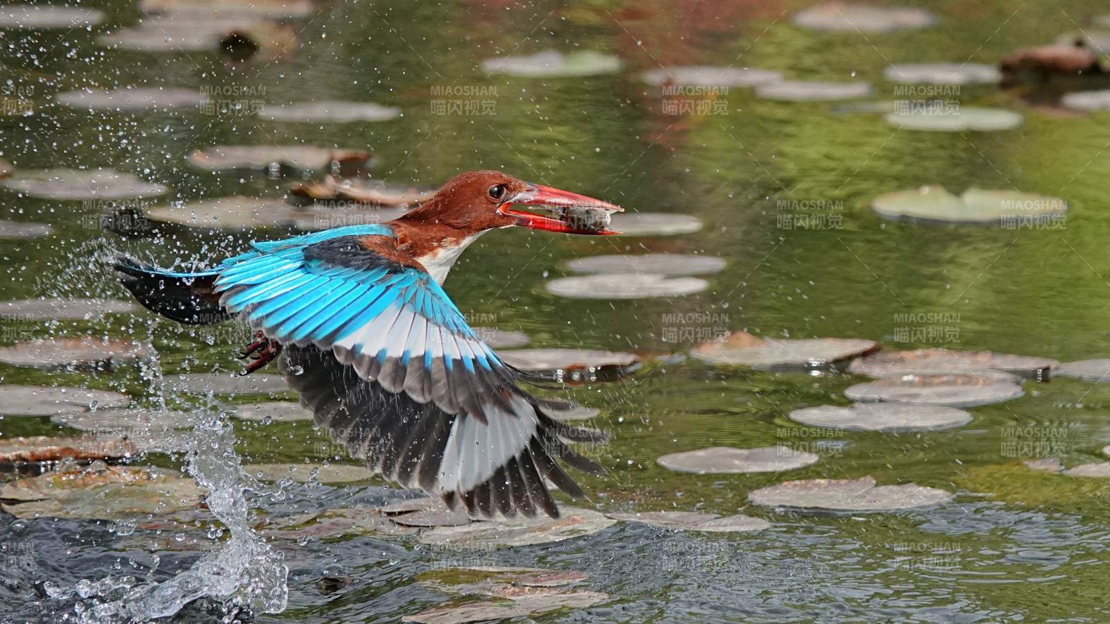 翠鳥捕食瞬間