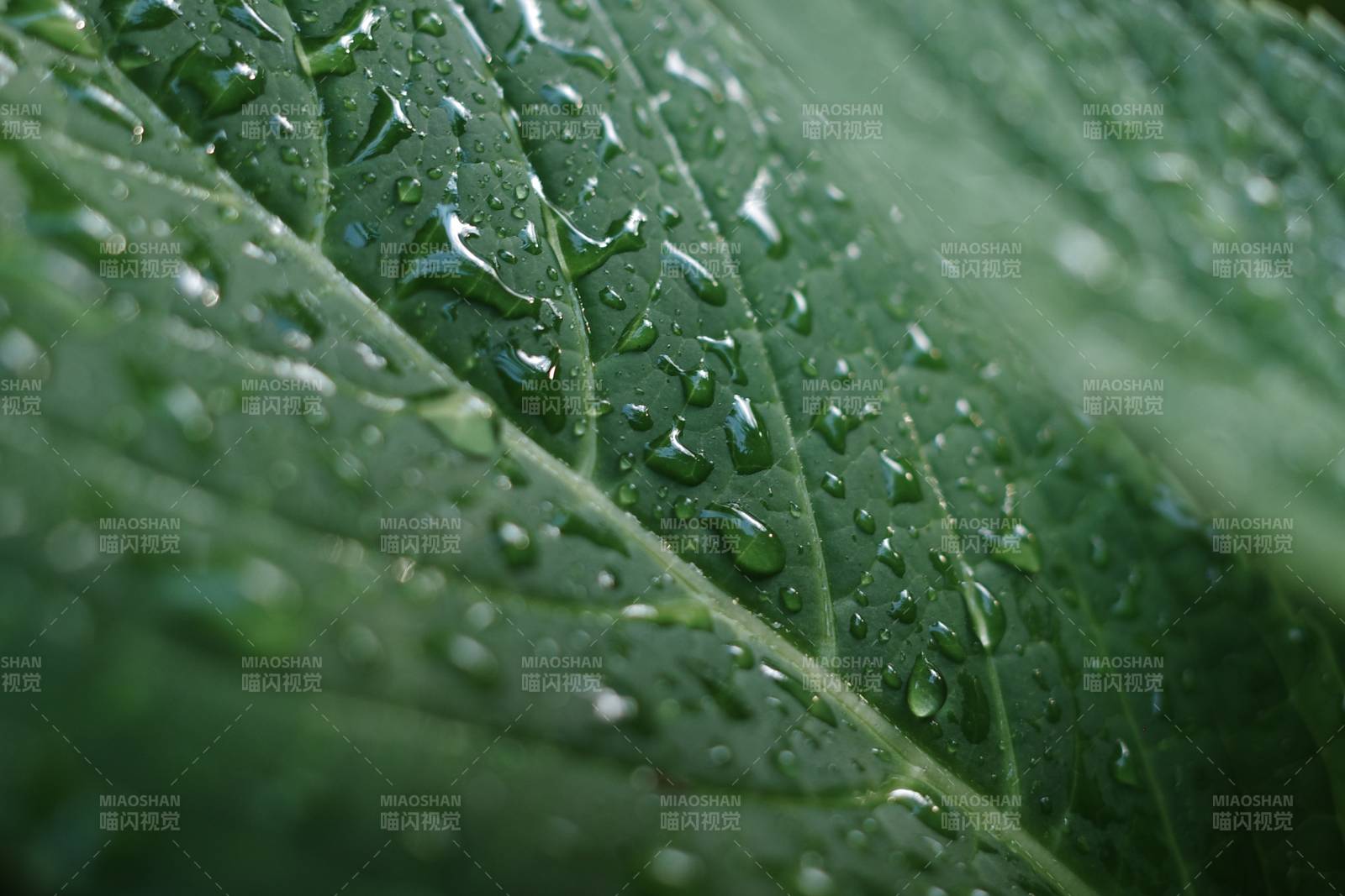 雨滴在綠葉上的特寫