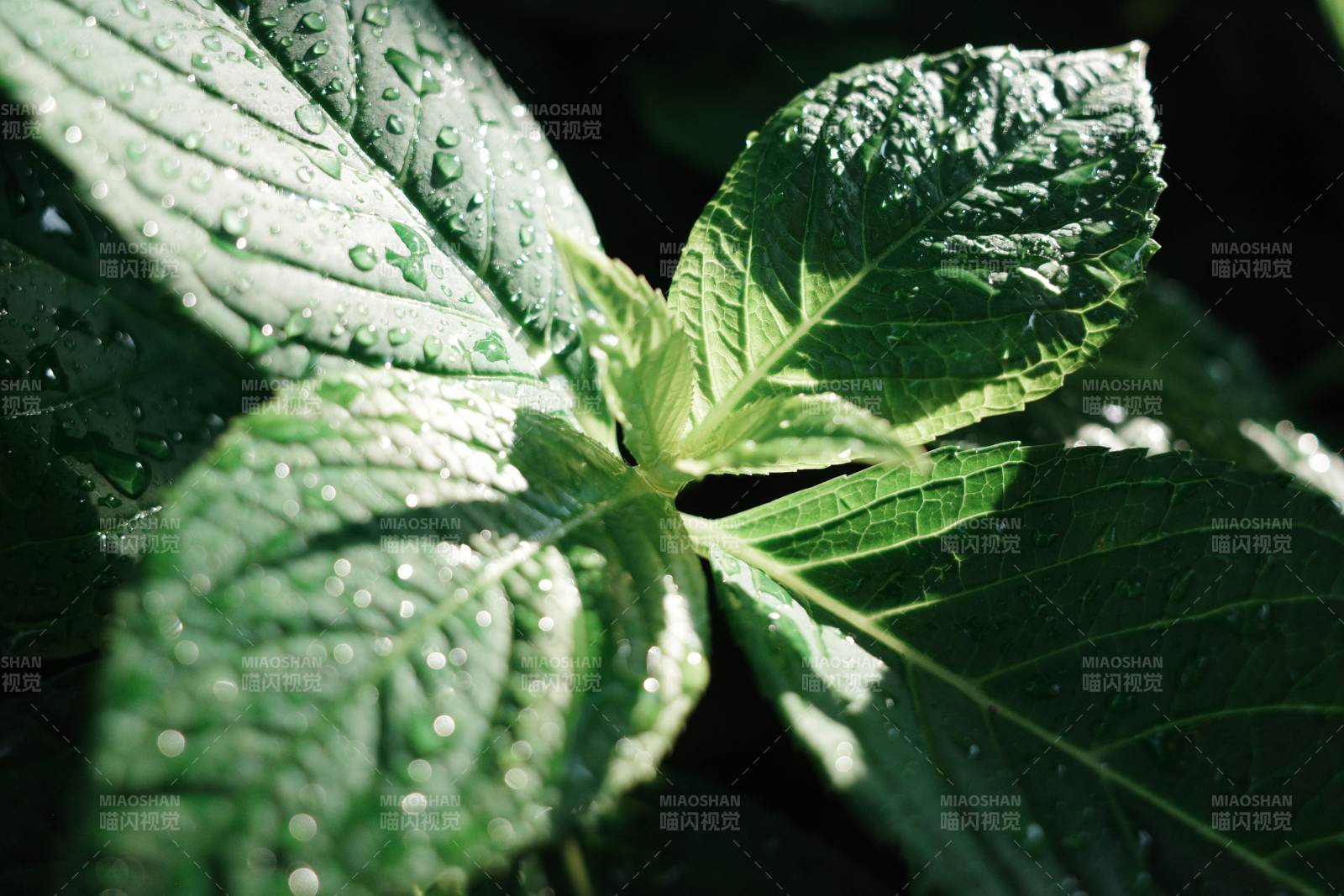 雨后綠葉晶瑩剔透