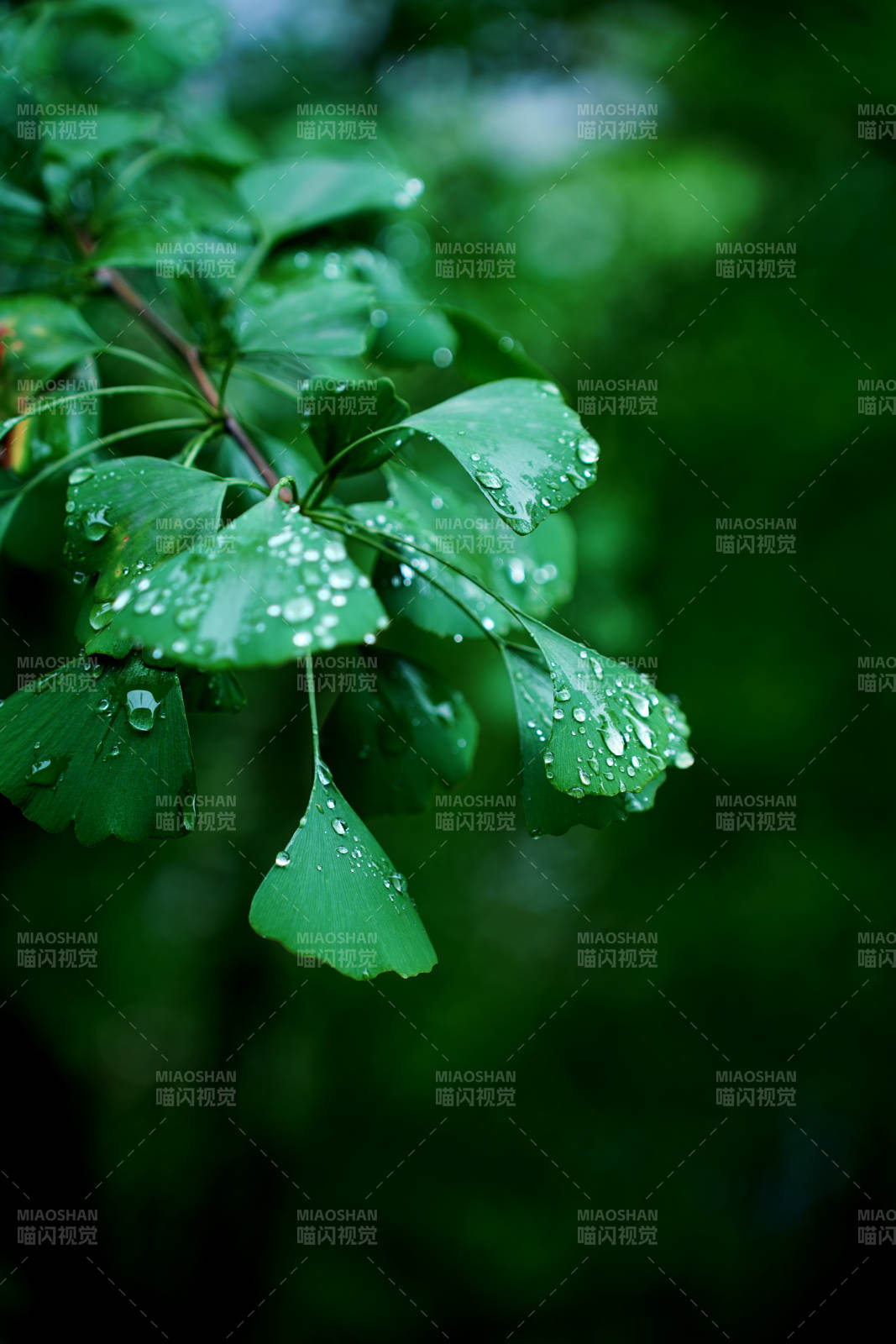 雨后綠葉滴水珠