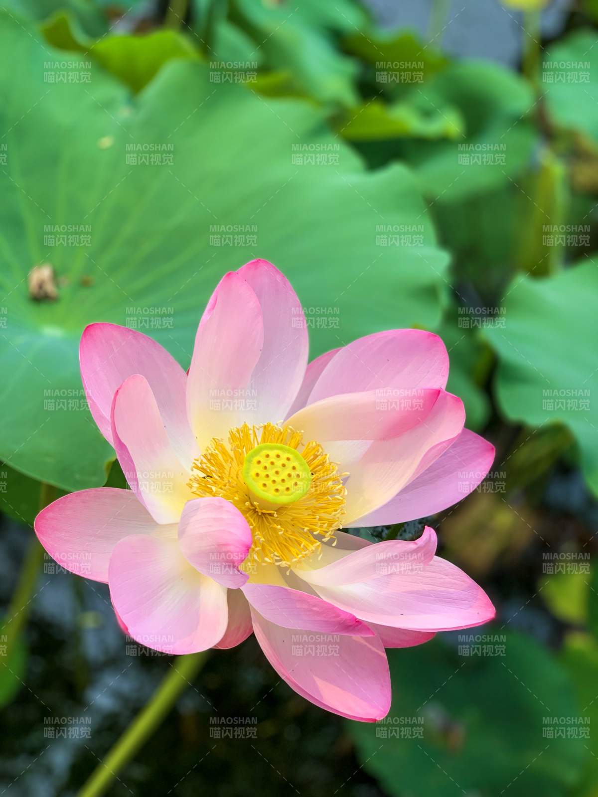粉色蓮花綻放水中