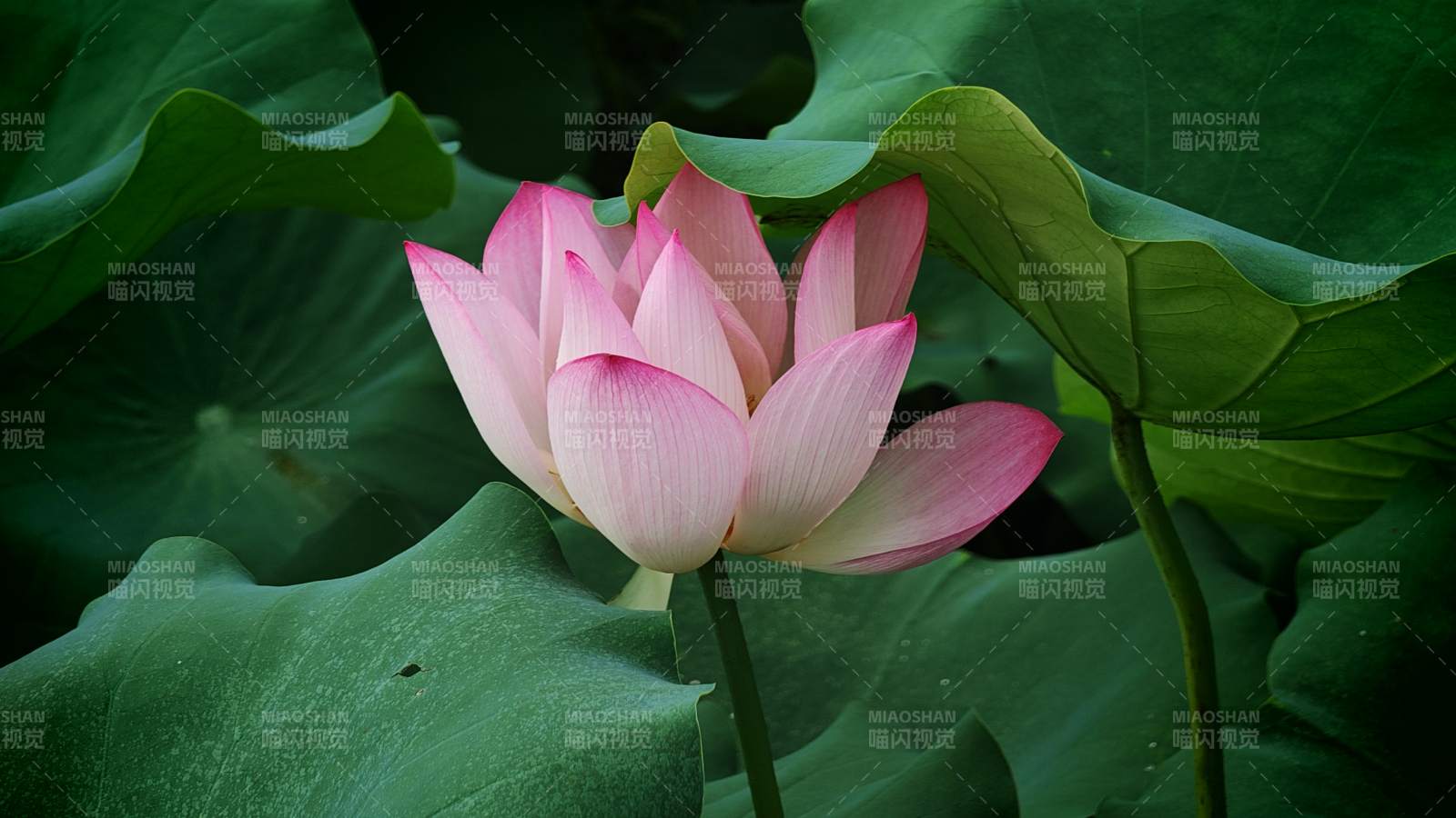 粉色蓮花靜謐綻放