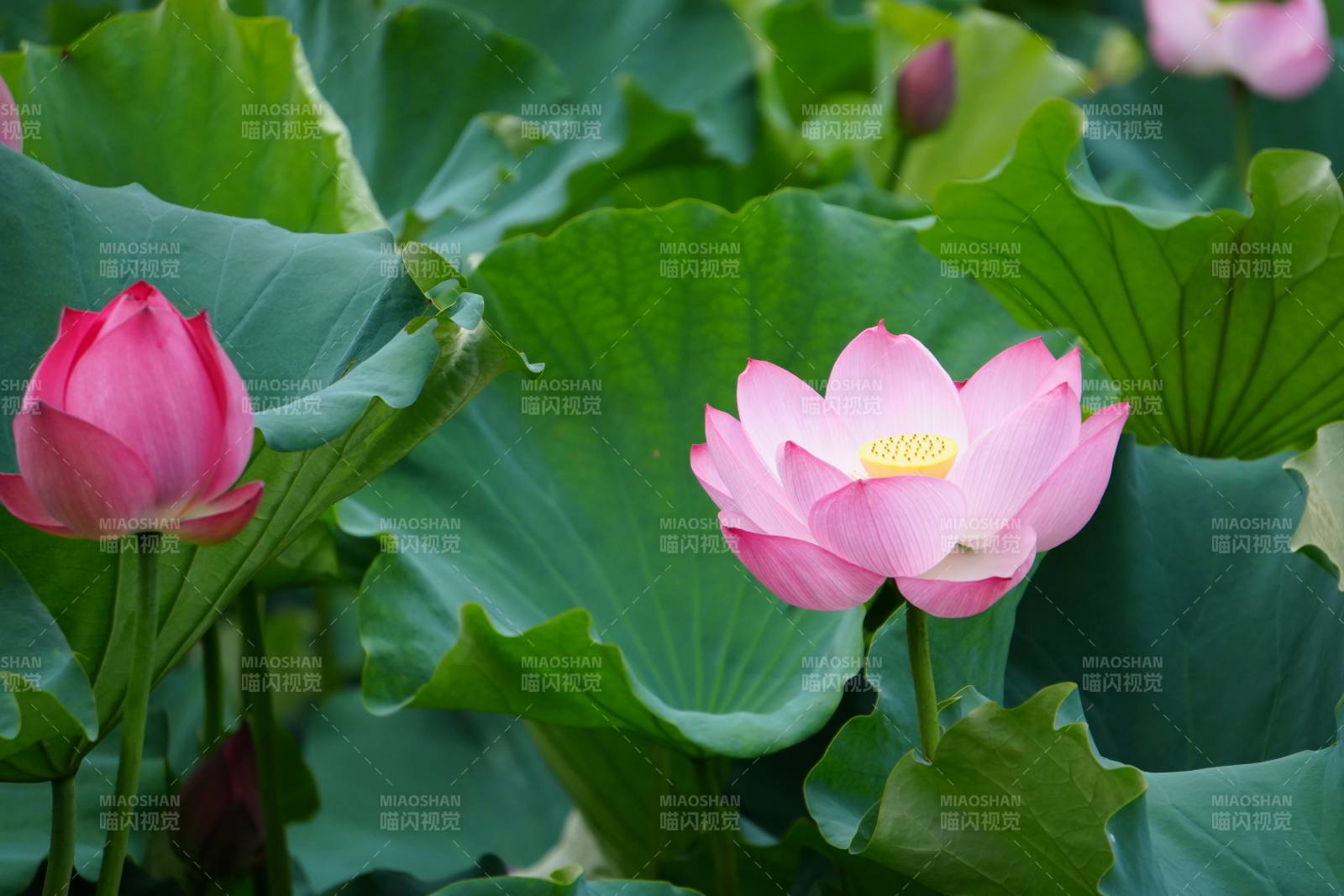 粉色蓮花綻放于綠葉間