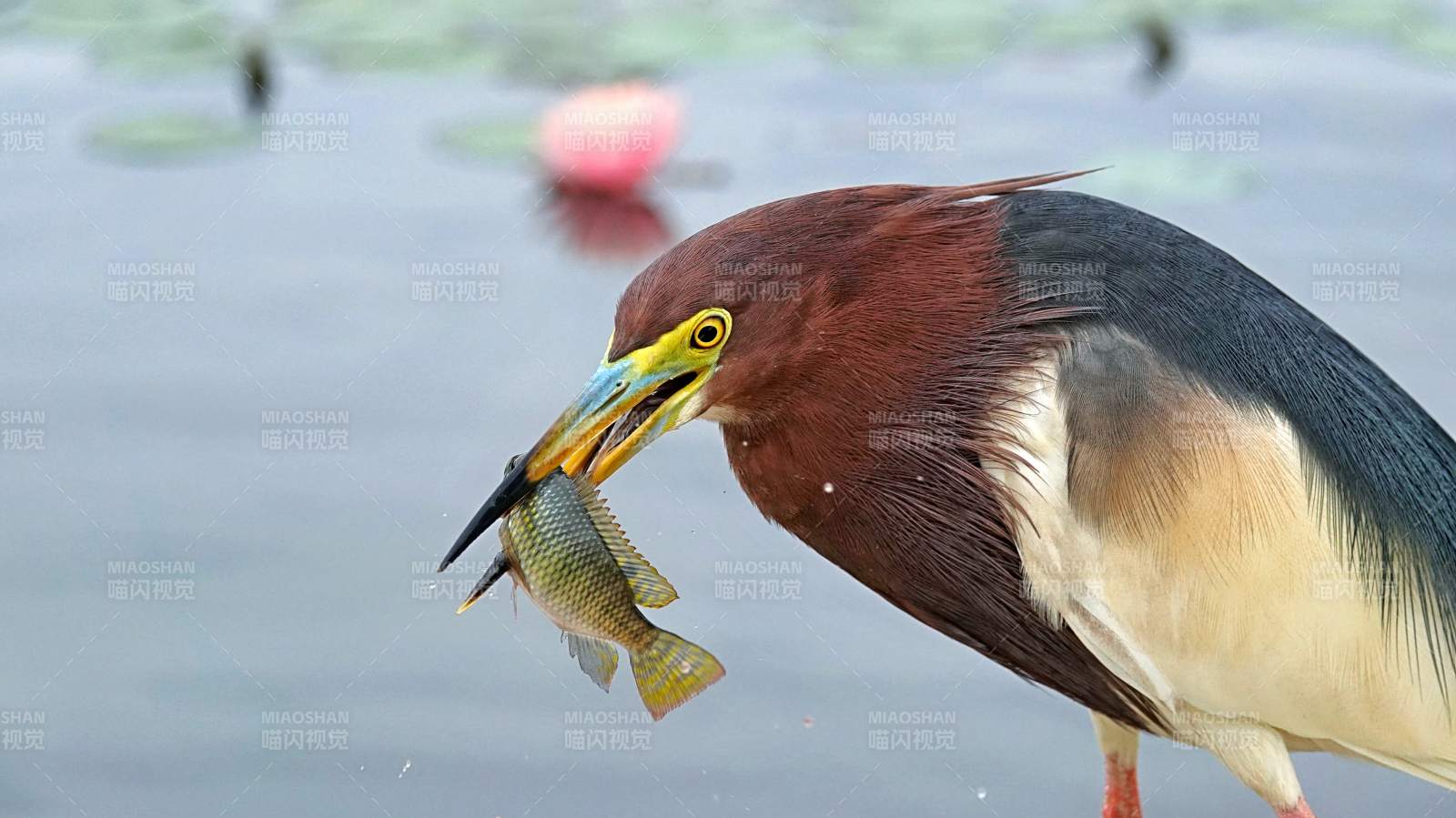 池鷺捕食魚瞬間