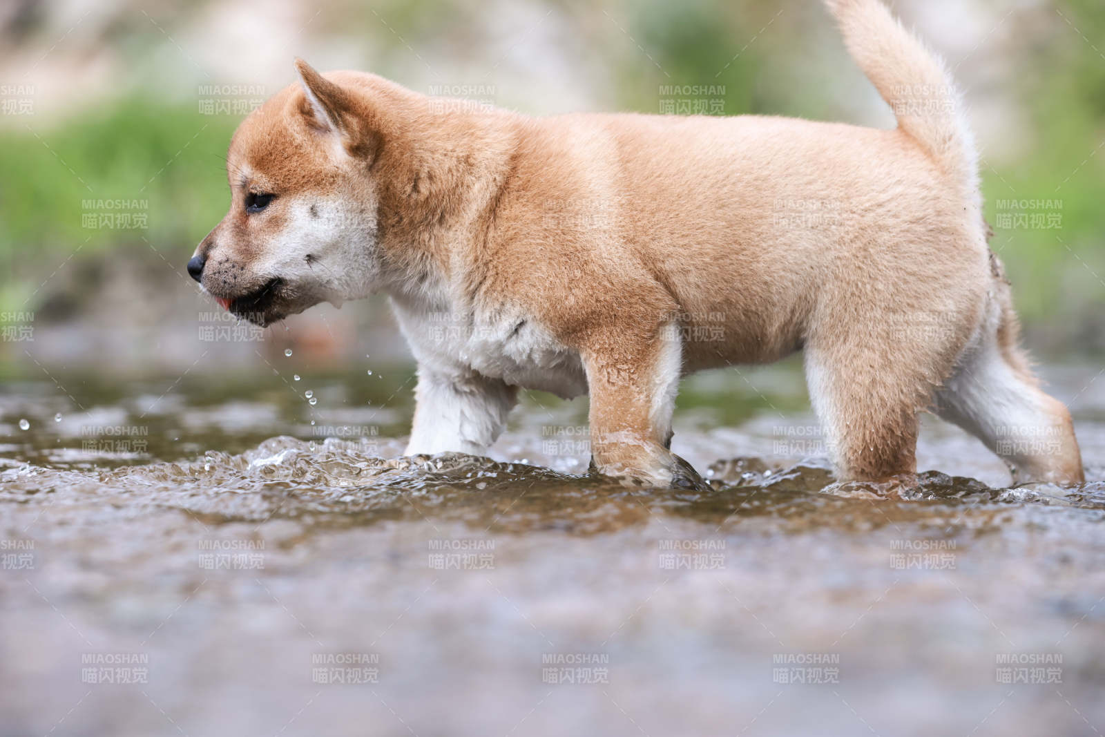 柴犬幼崽溪中漫步
