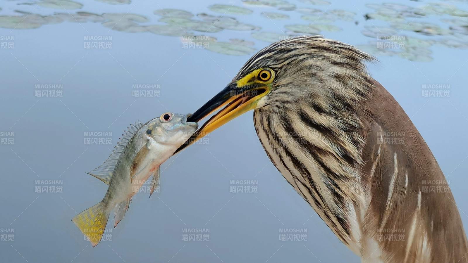 池鷺捕食魚瞬間