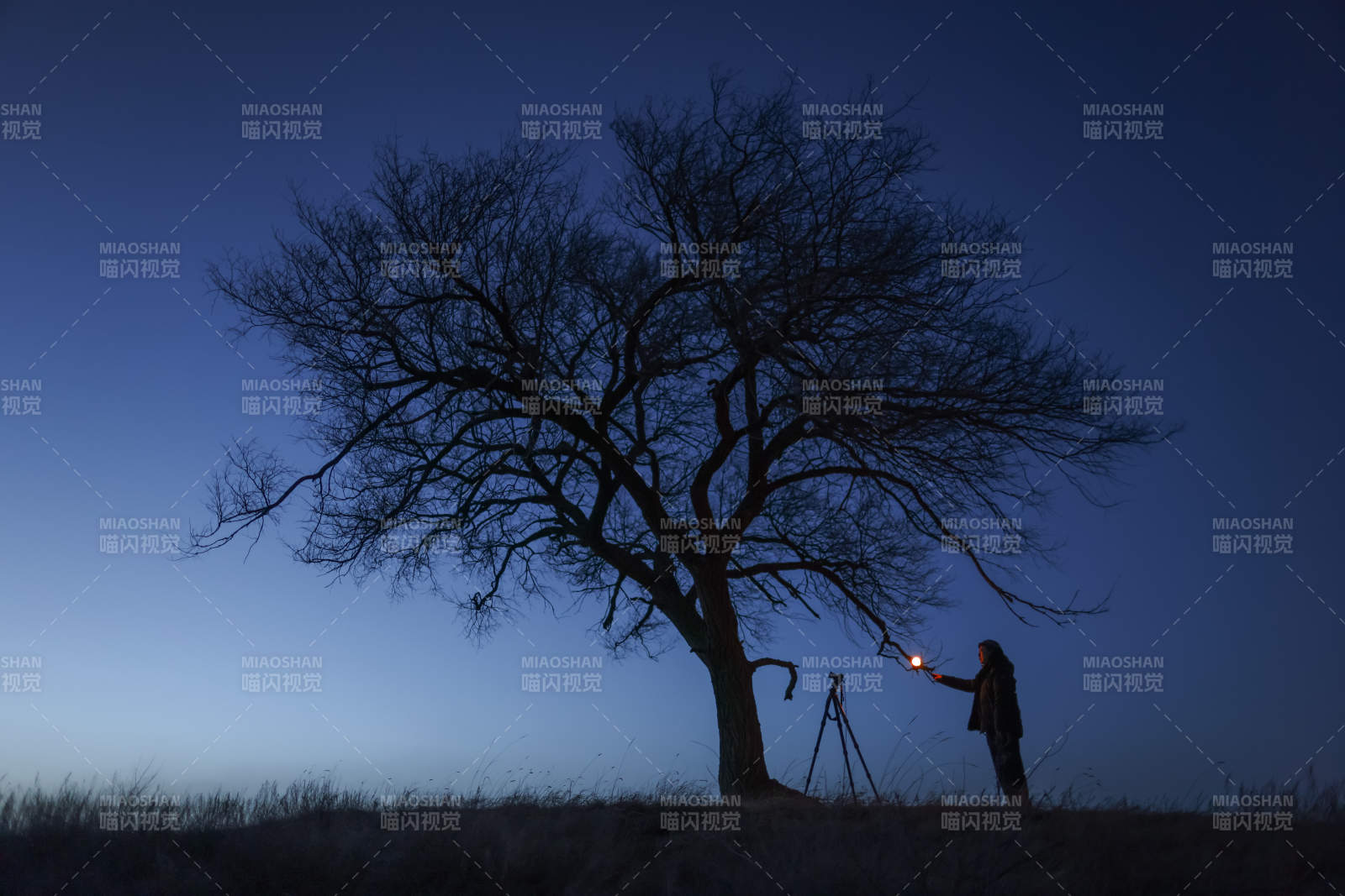 夜幕下的樹與攝影師