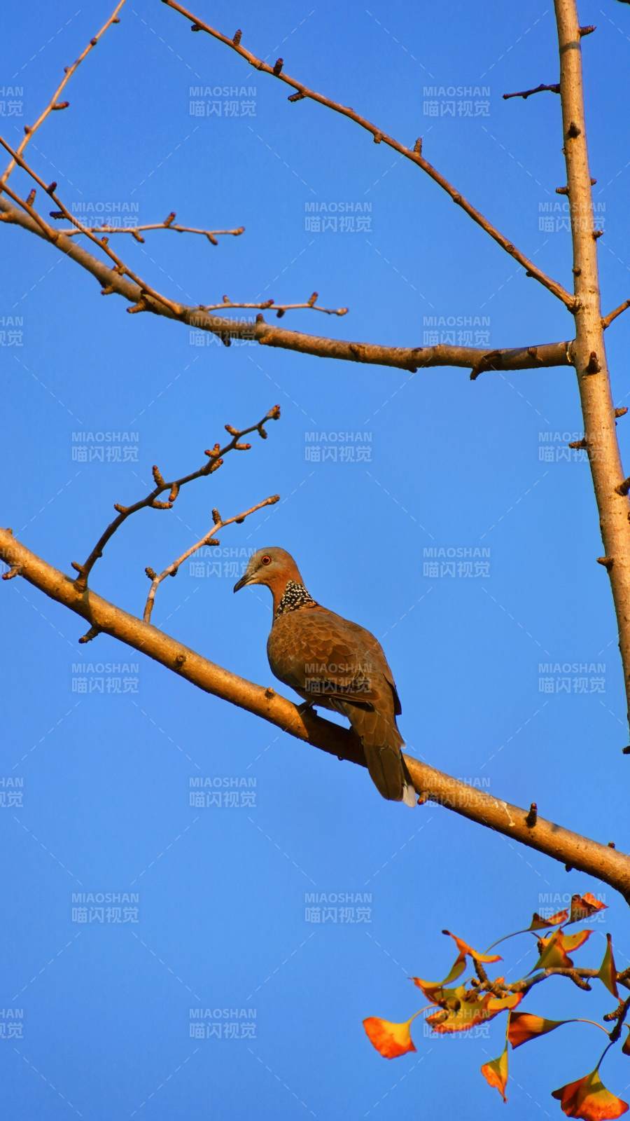 枝頭鳥影映藍(lán)天