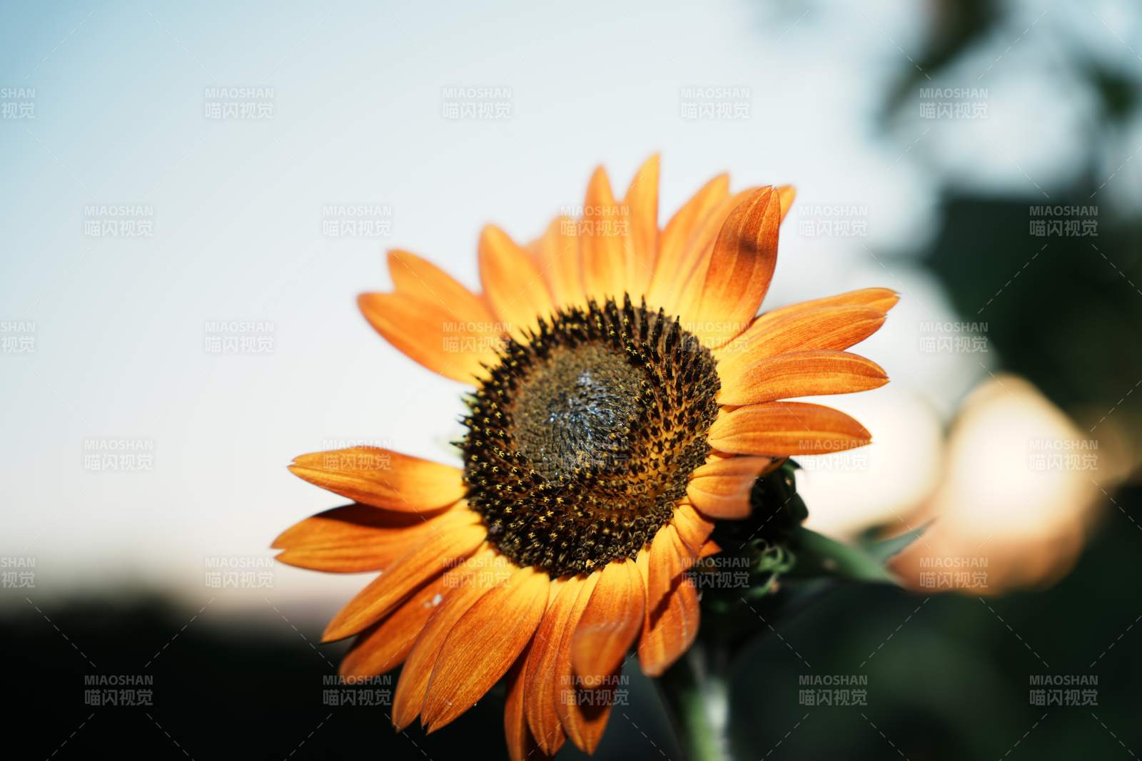 向日葵的溫暖光芒