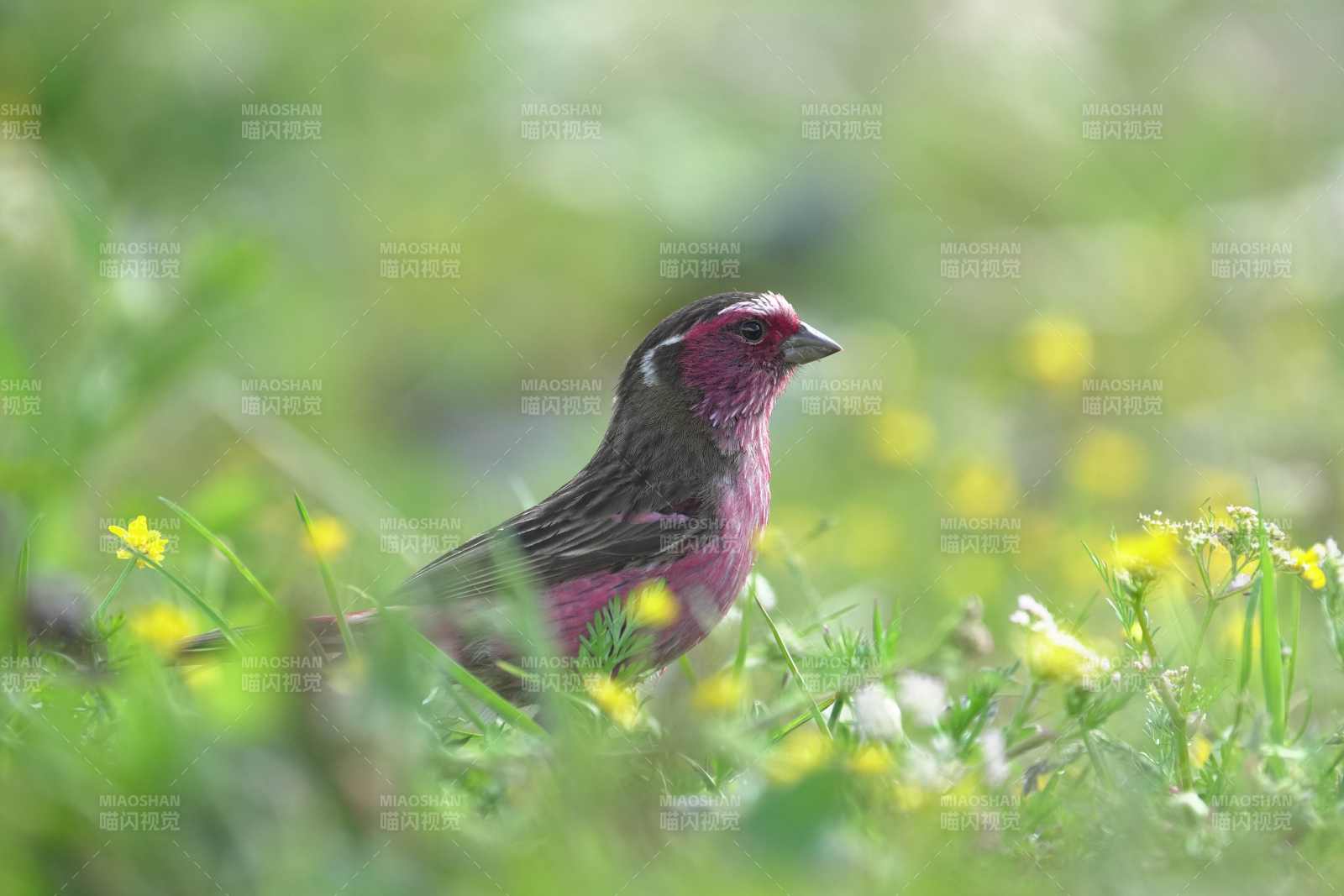 草地上的曙红朱雀