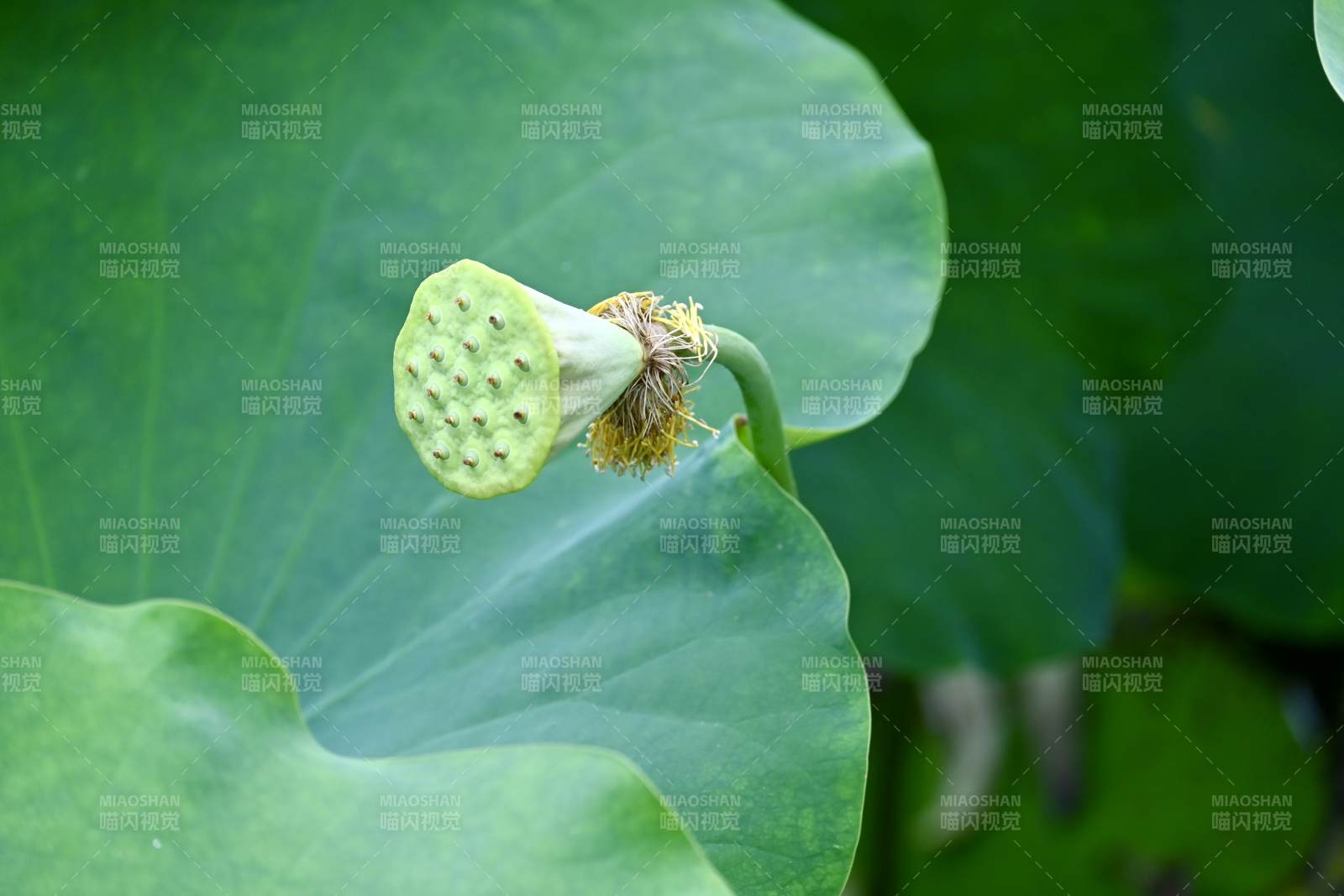 蓮花凋謝后的蓮蓬特寫