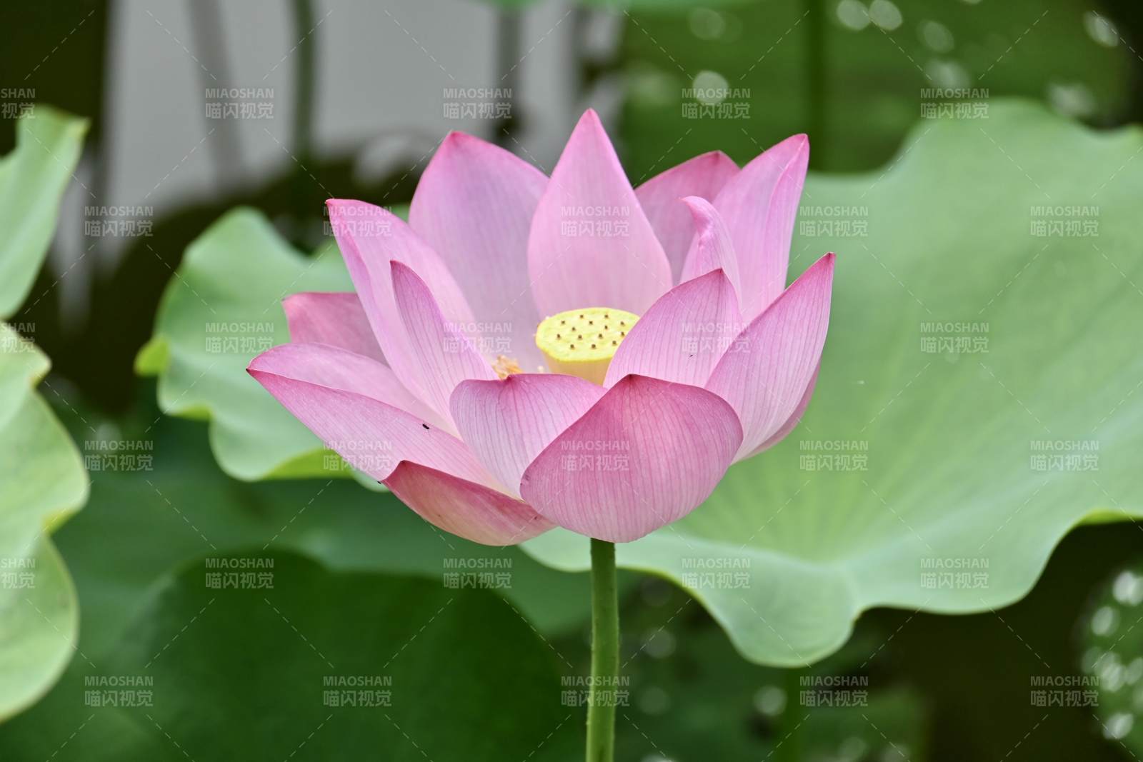 粉色蓮花綻放于綠葉間