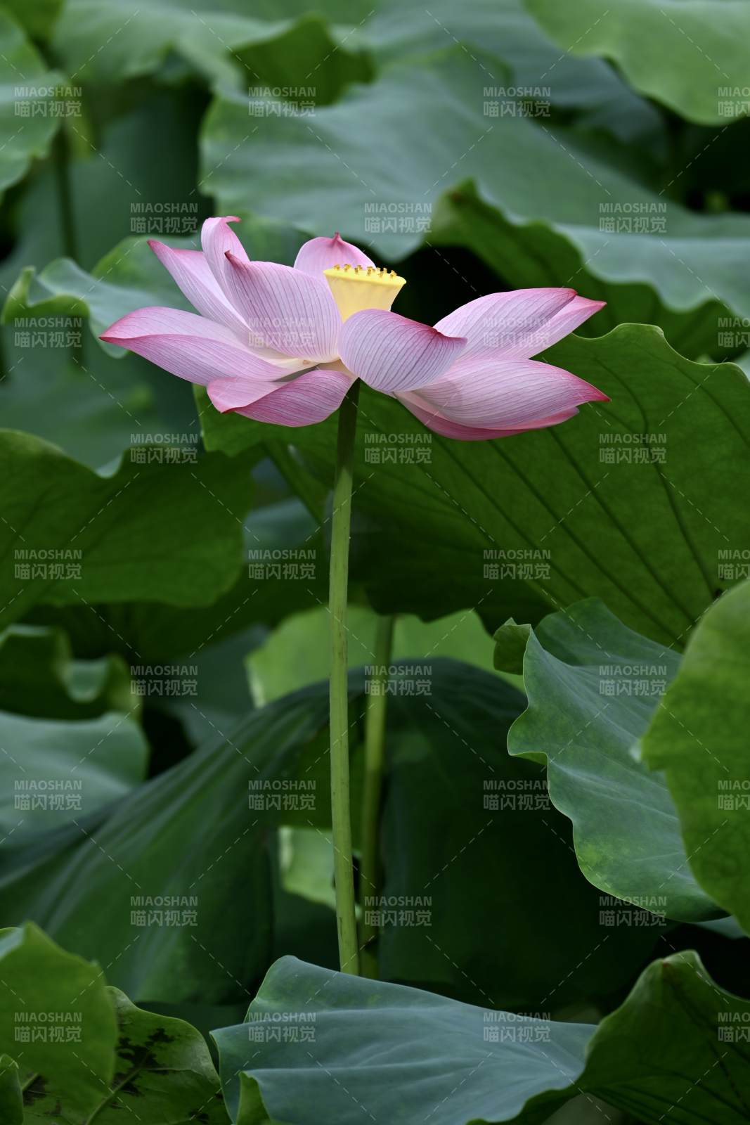 蓮花綻放 綠葉環(huán)繞