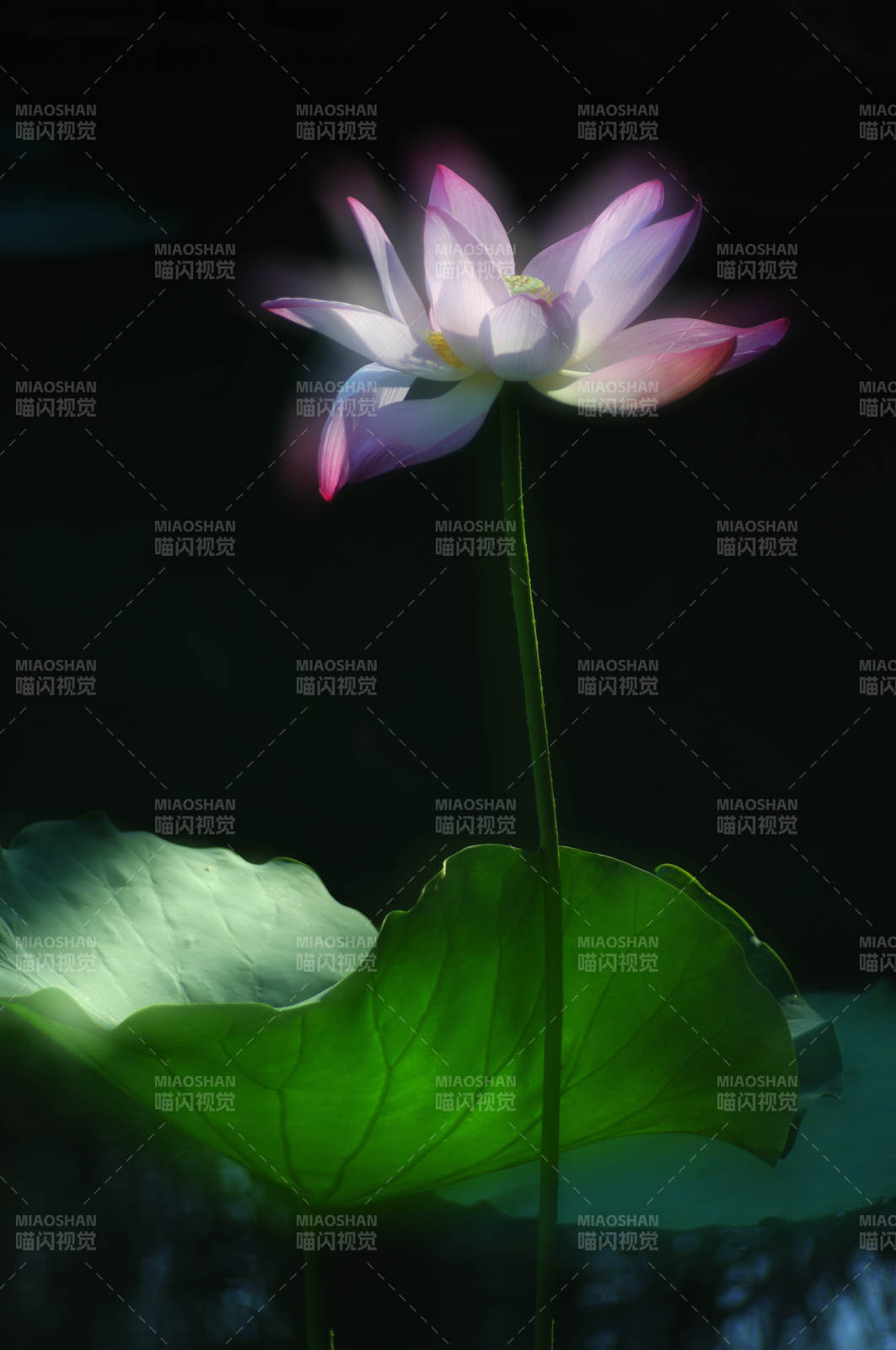 蓮花映月 靜謐之美