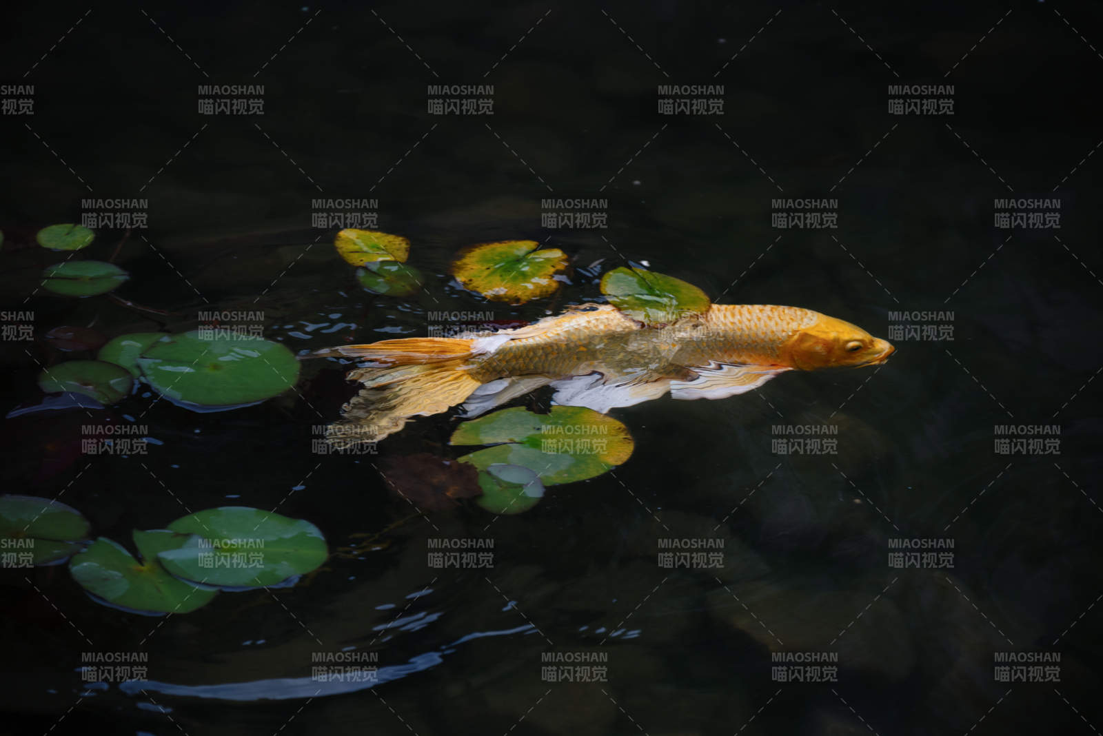 池塘中的金魚與荷葉