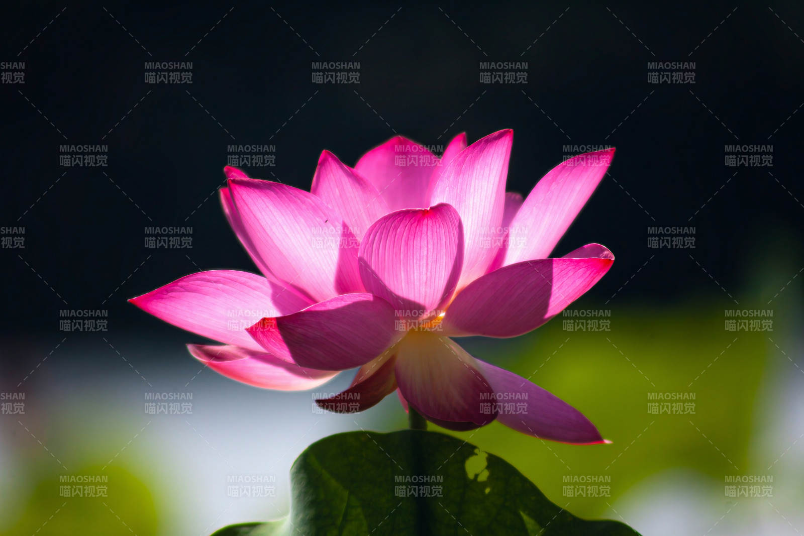 粉紅蓮花映日開