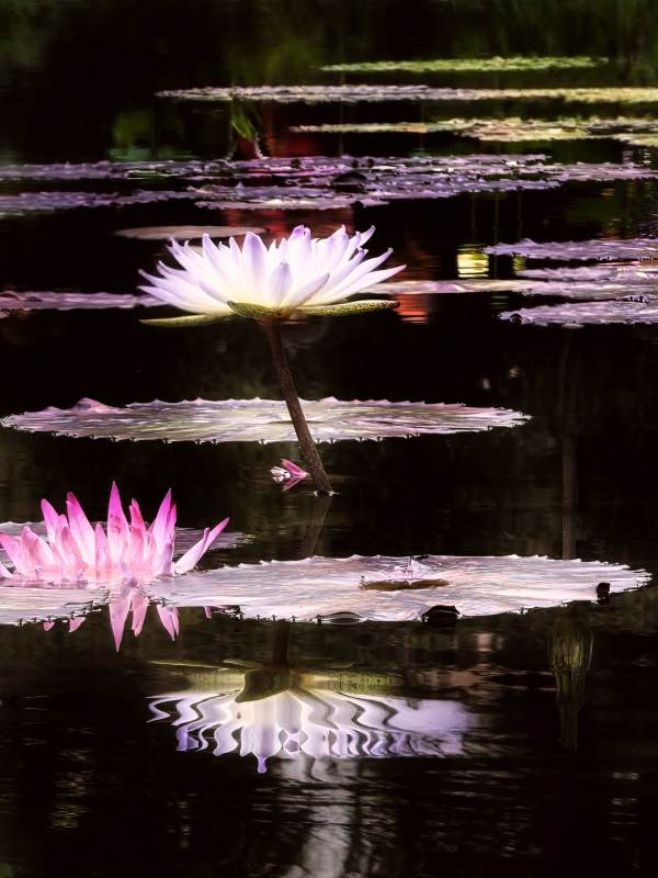 池塘中的睡莲倒影图片