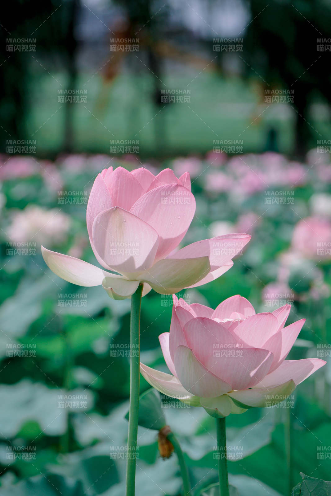 粉色蓮花靜謐綻放