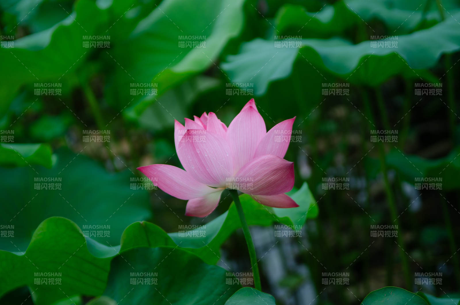 池中蓮花靜綻放