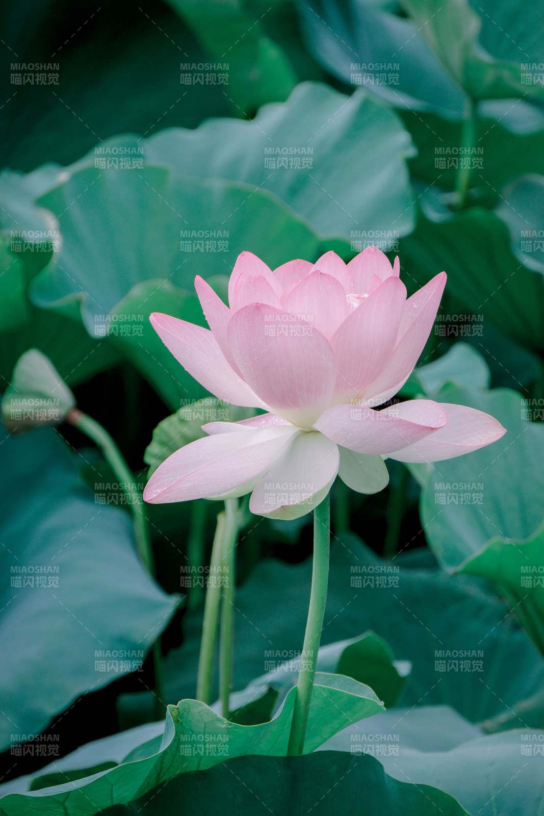 粉蓮靜謐 綠葉相伴