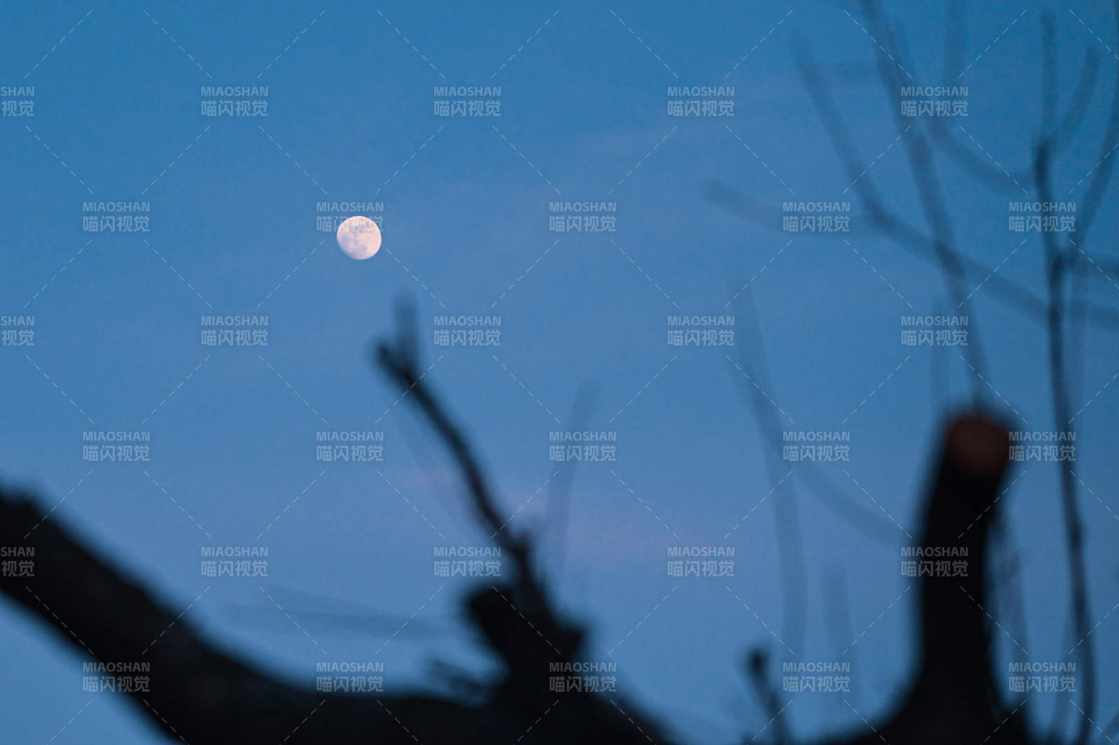 月夜枝影